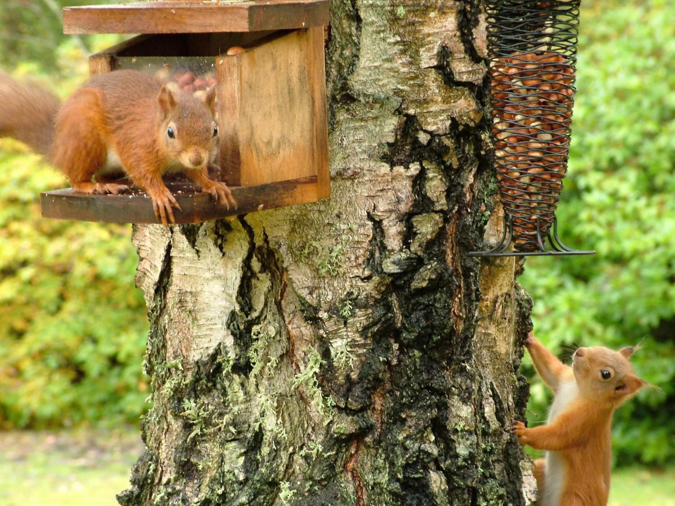 Animals in Carnach House