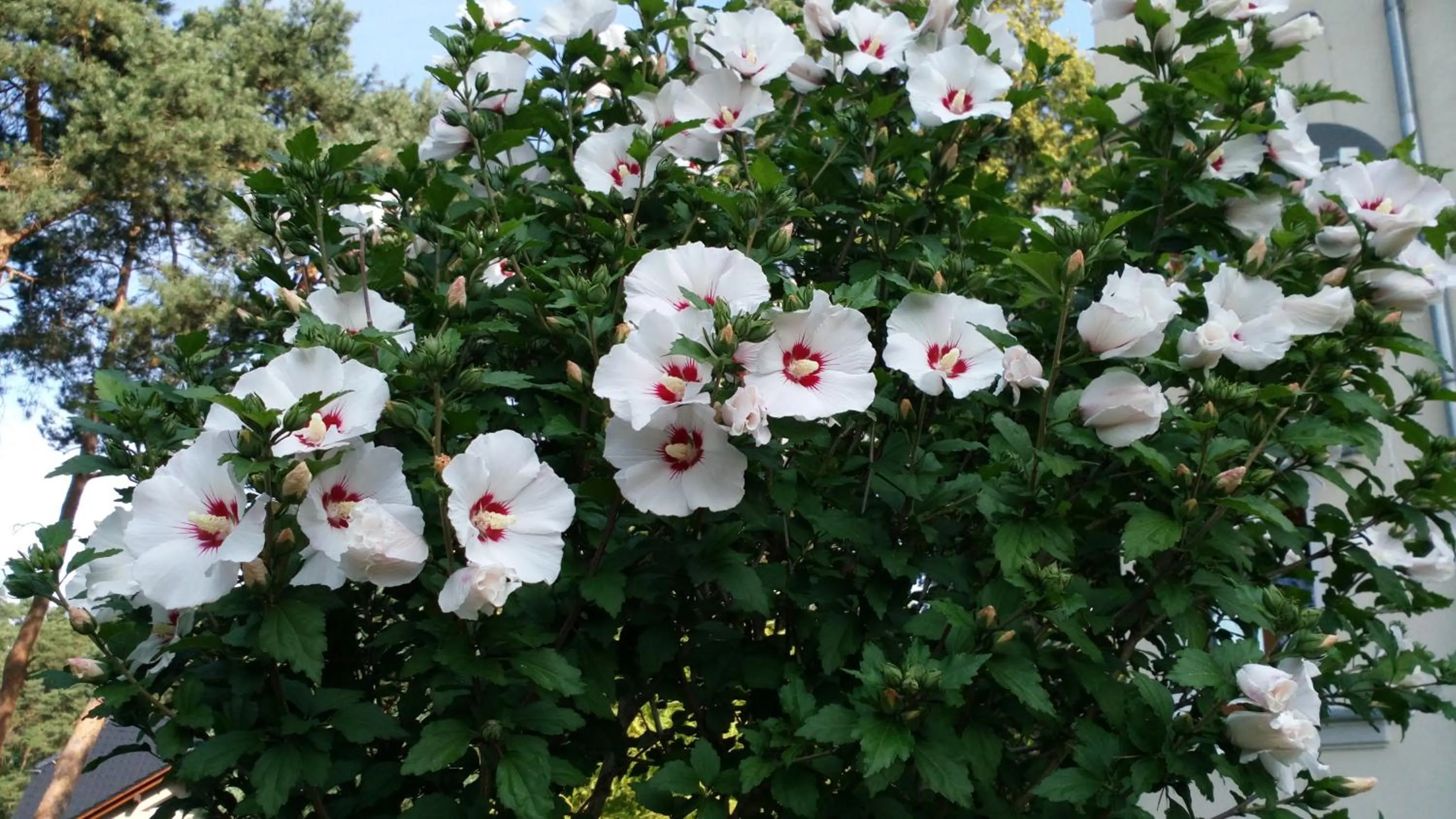 Summer in Apartmány FELSENBURG Staré Splavy