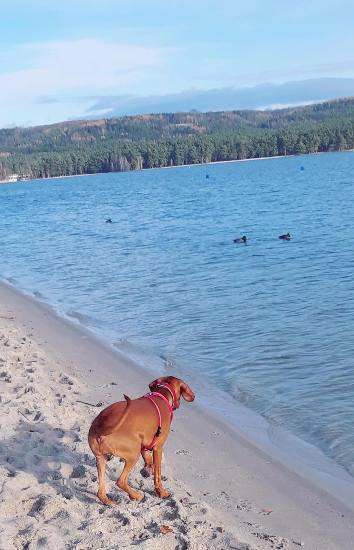 Natural landscape in Apartmány FELSENBURG Staré Splavy