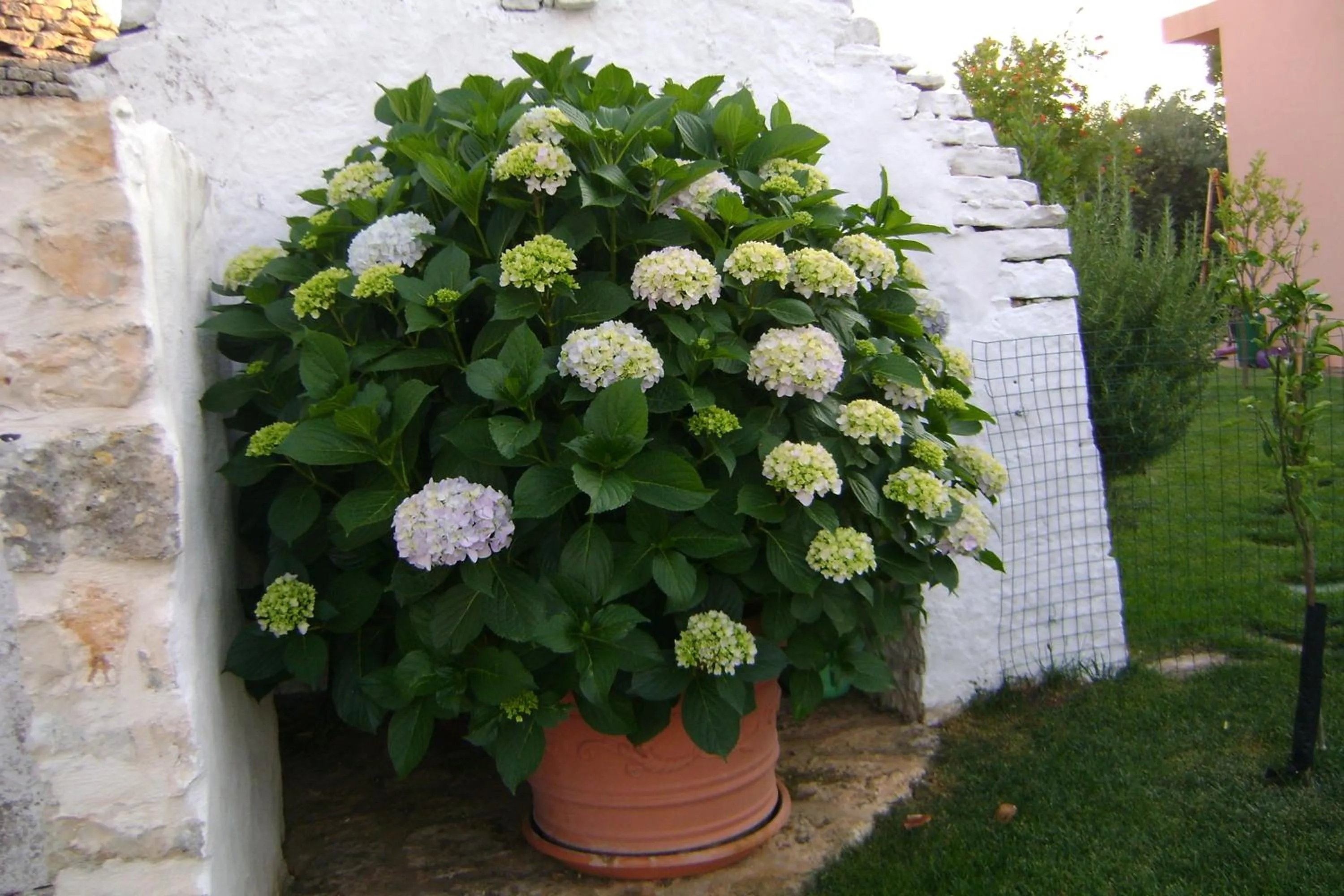 Garden in B&B Tenuta Ranieri