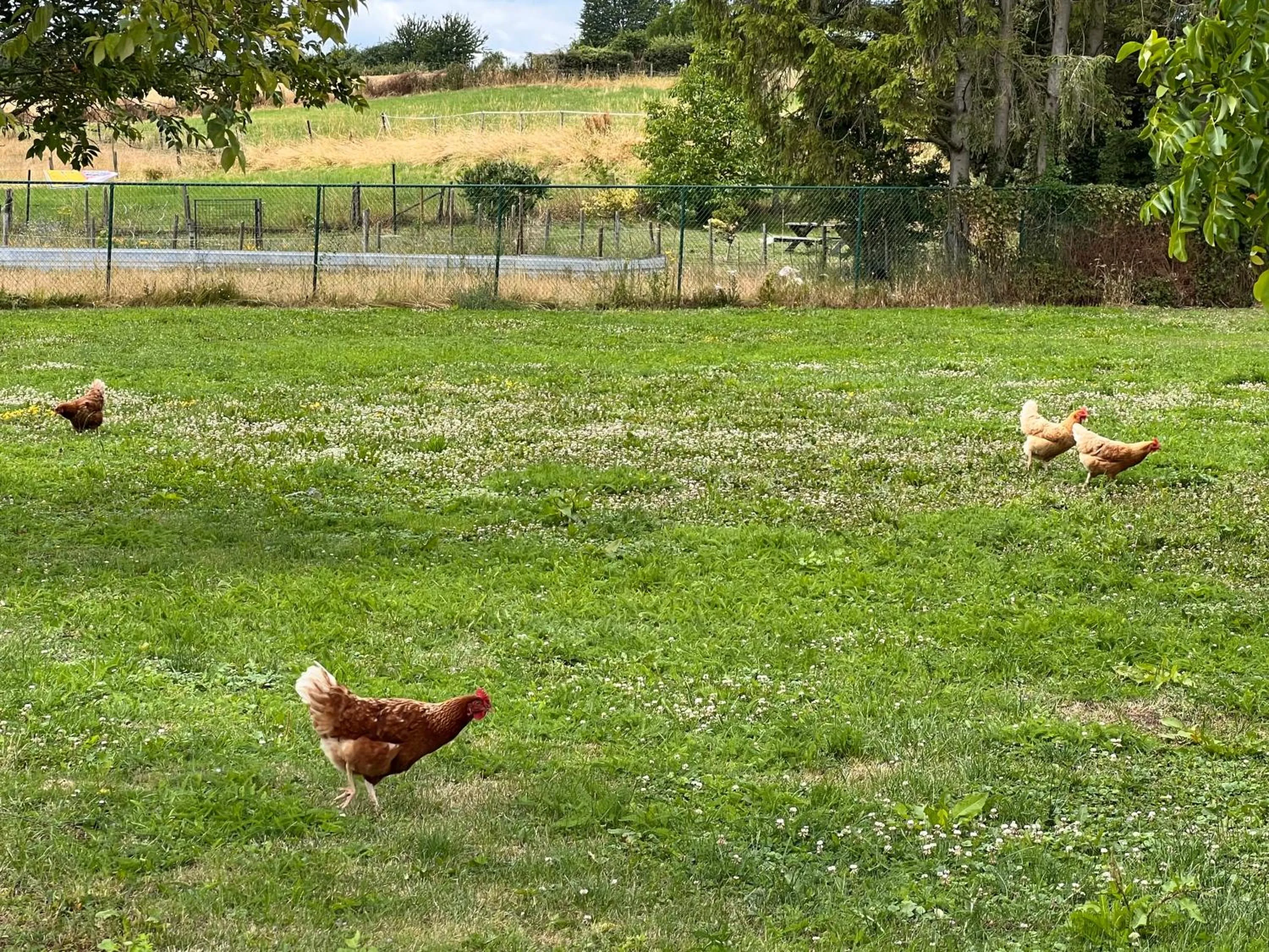 Swimming pool in B&B AntiQua & Qook