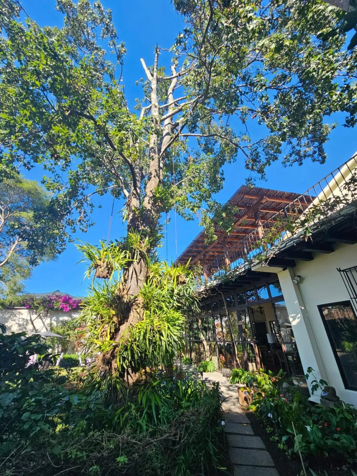 Garden in Hotel Casa Bansley