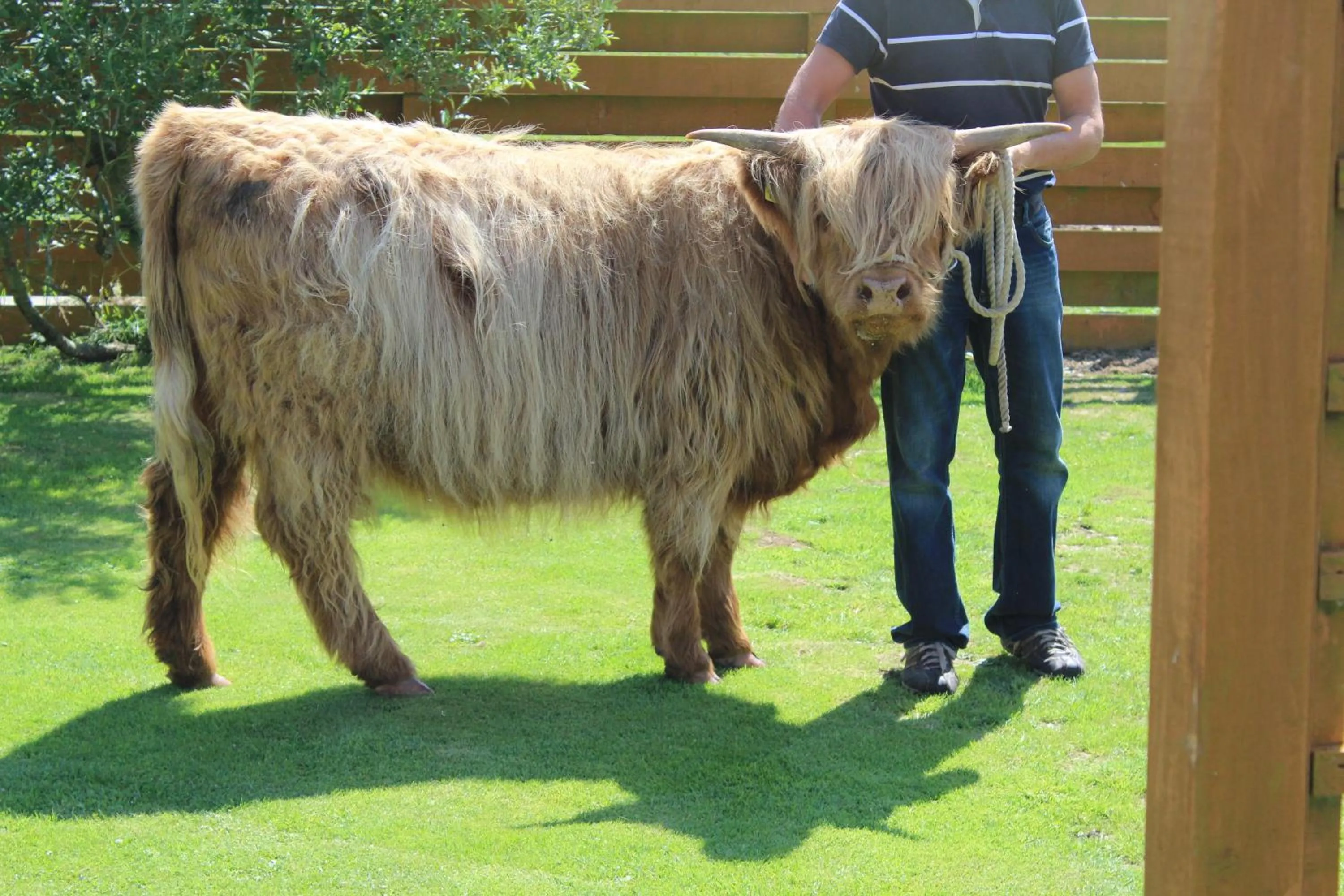 Animals in Valleyview House