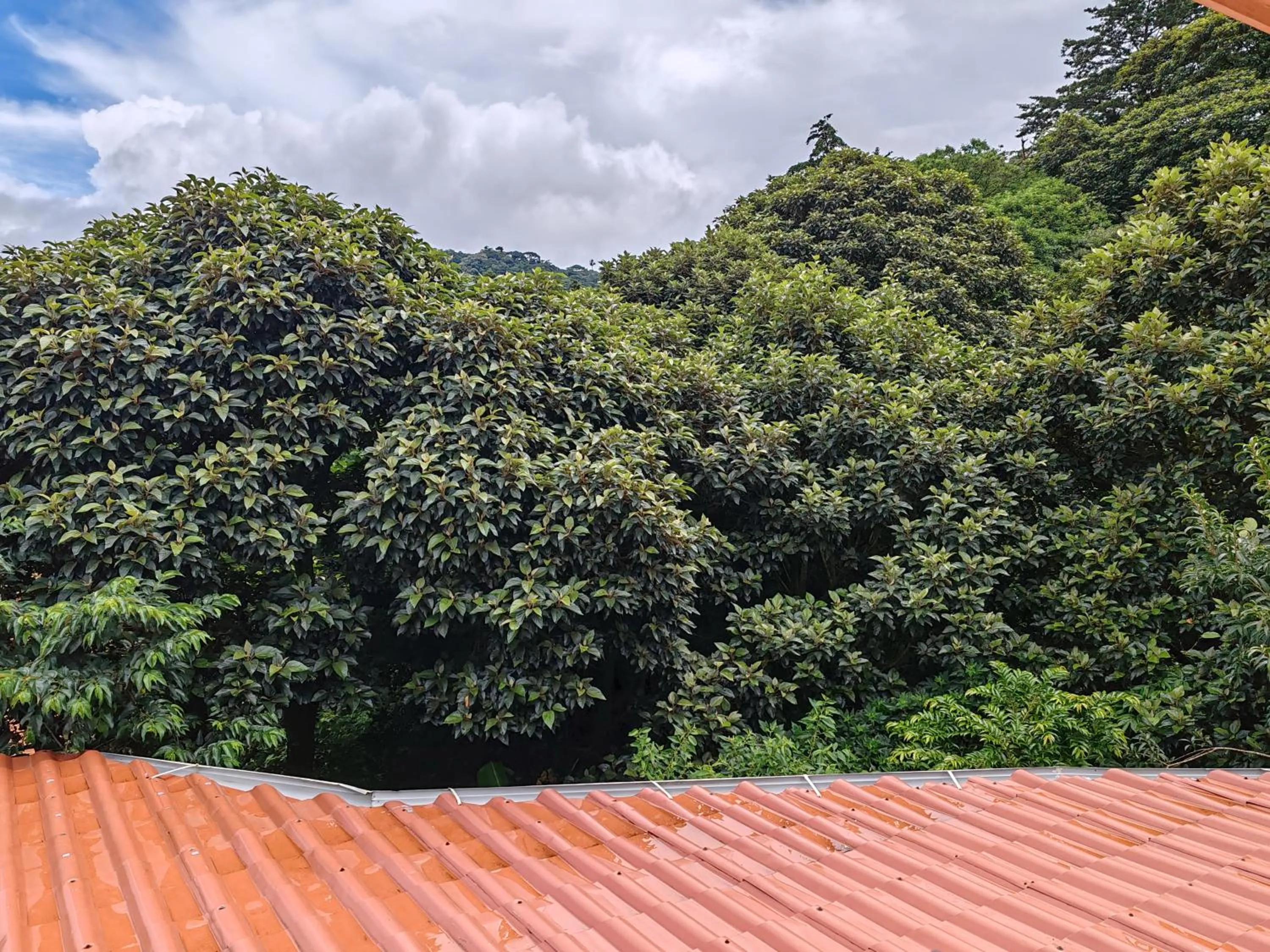 Mountain view in Mi Casa Su Casa Monteverde