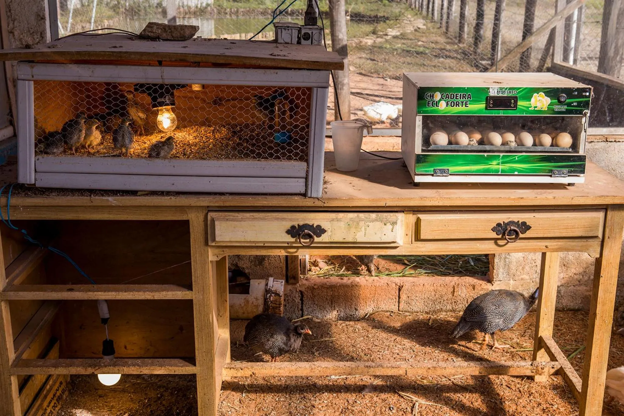 Animals in Guarany Eco Resort