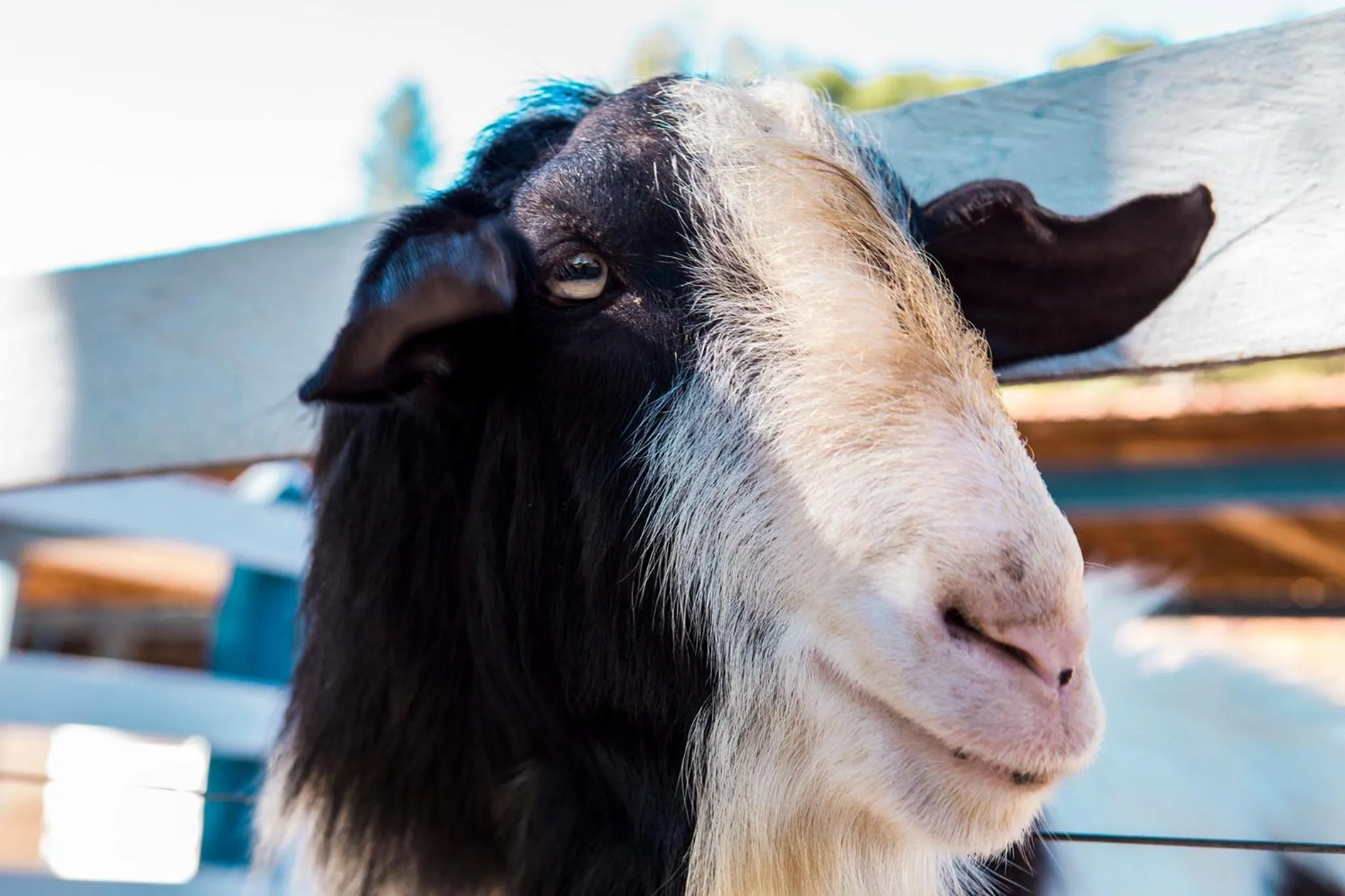 Animals in Guarany Eco Resort