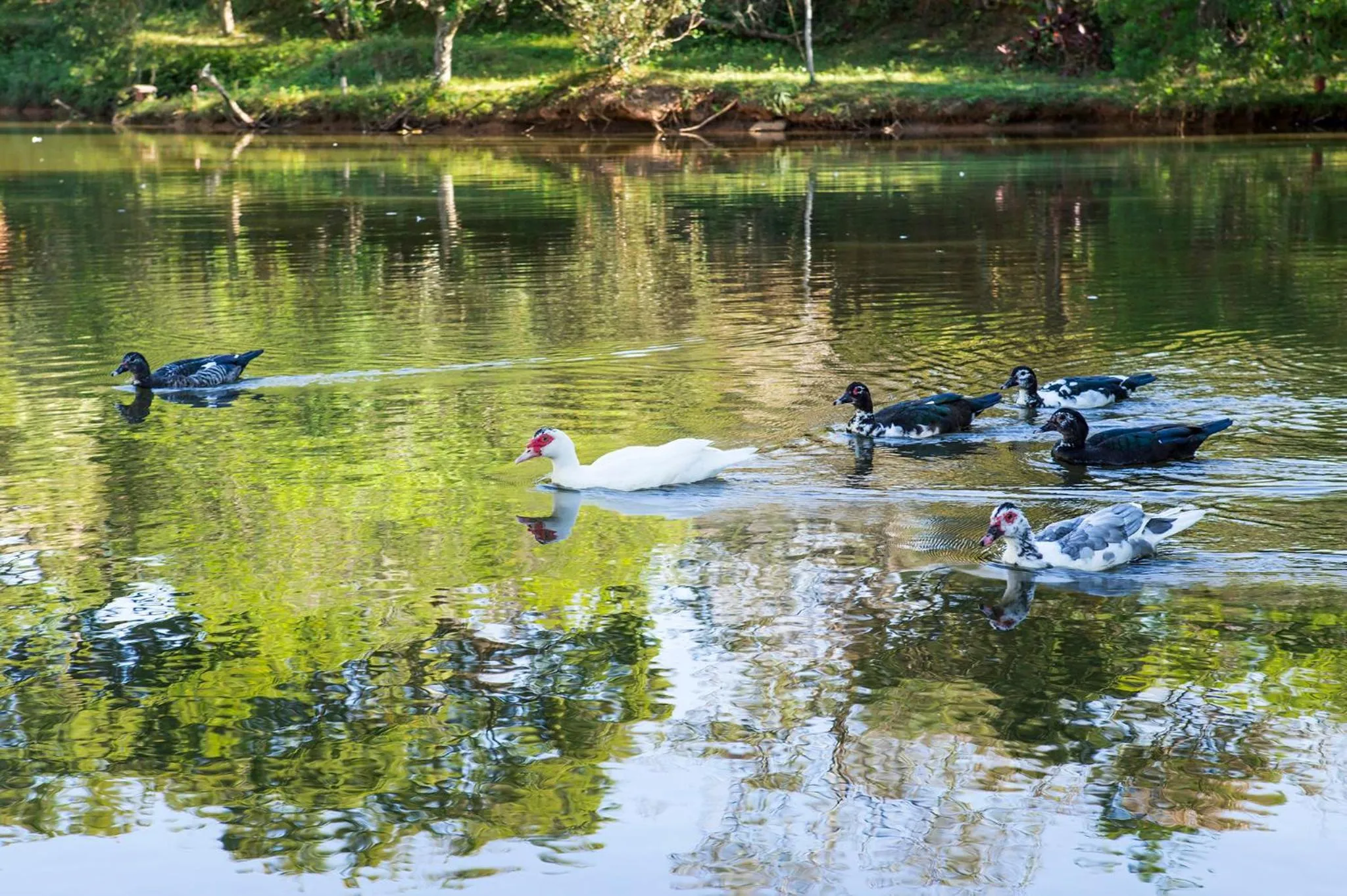 Lake view in Guarany Eco Resort