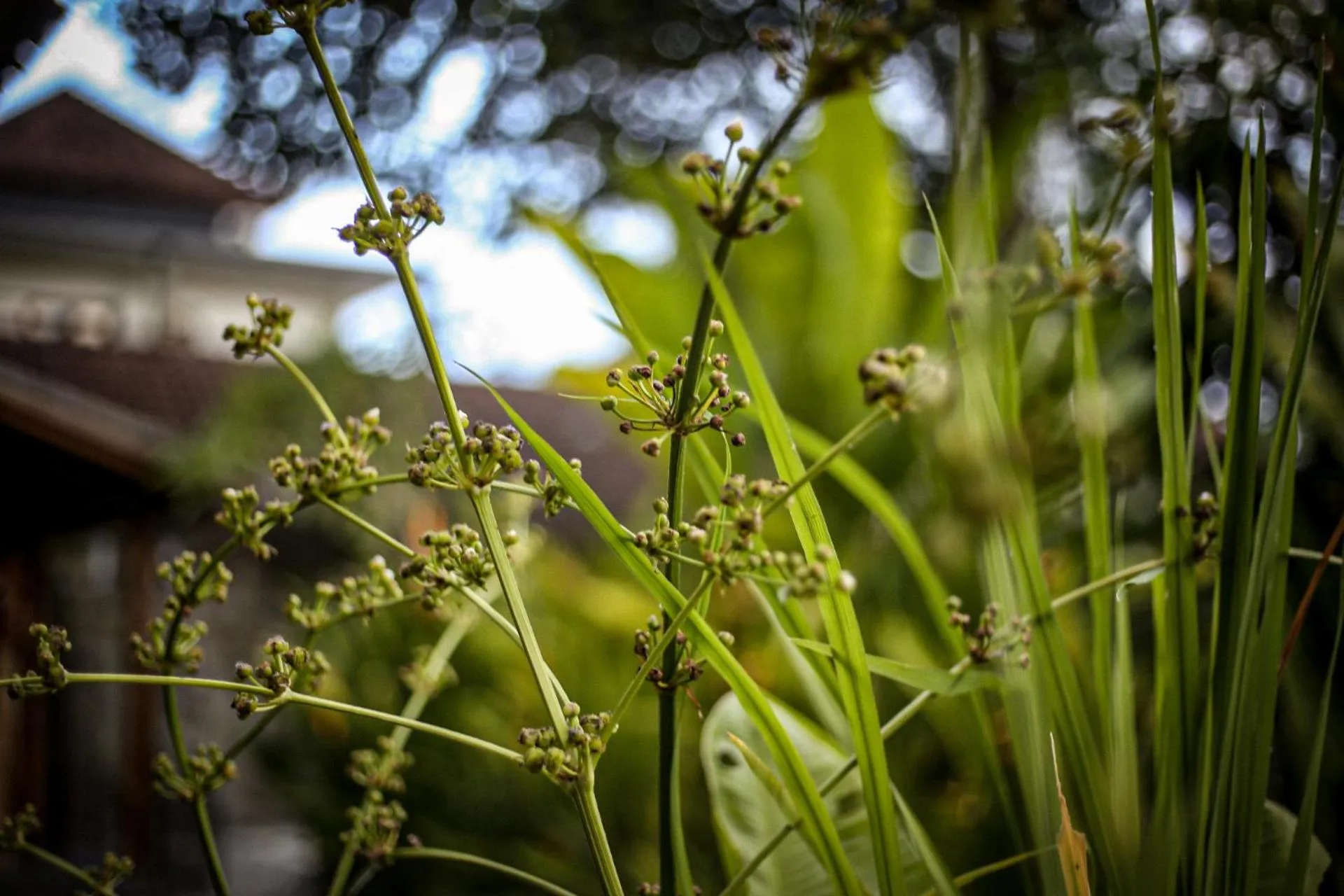 Other in Angsoka Bungalow