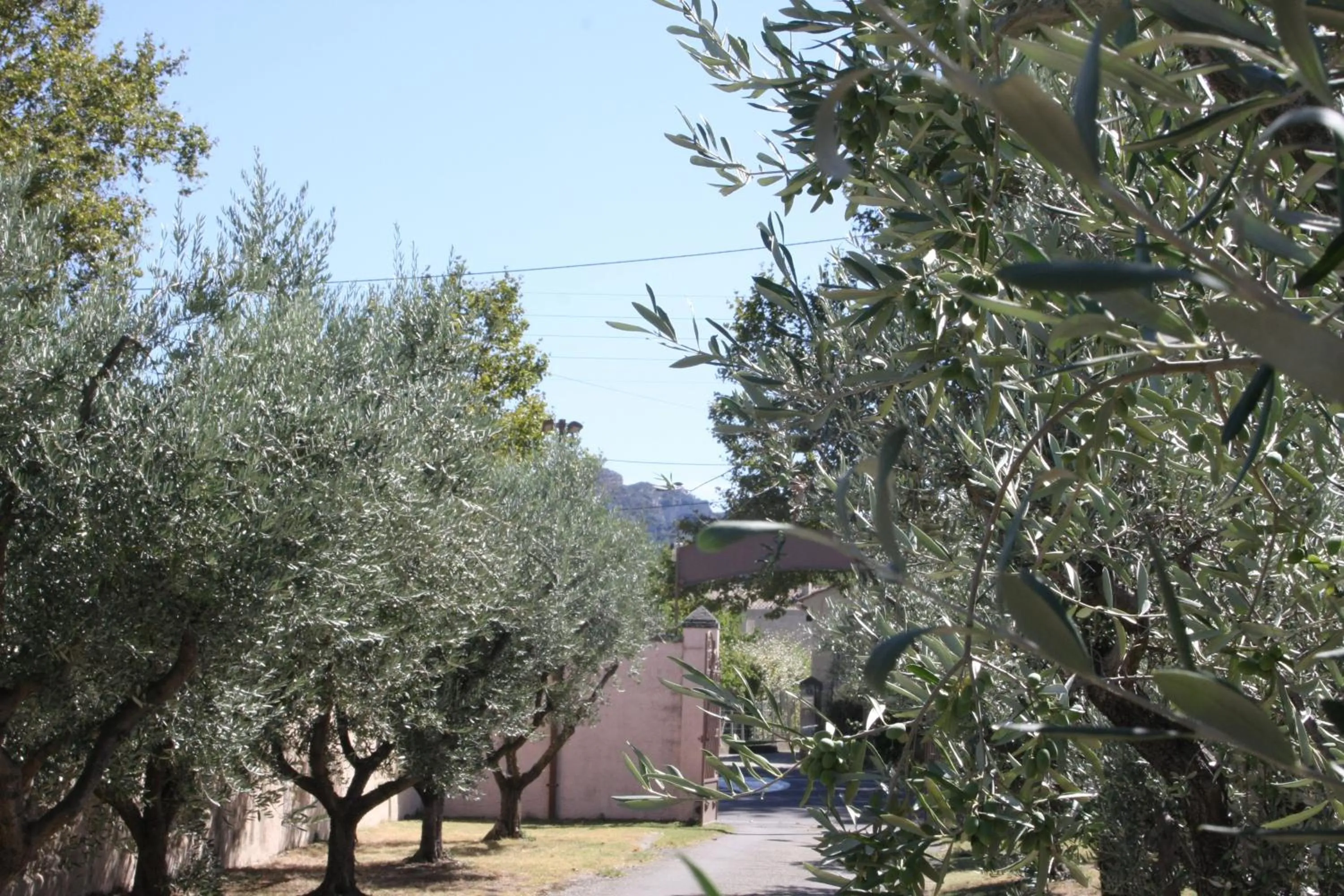 Garden in Hotel Van Gogh