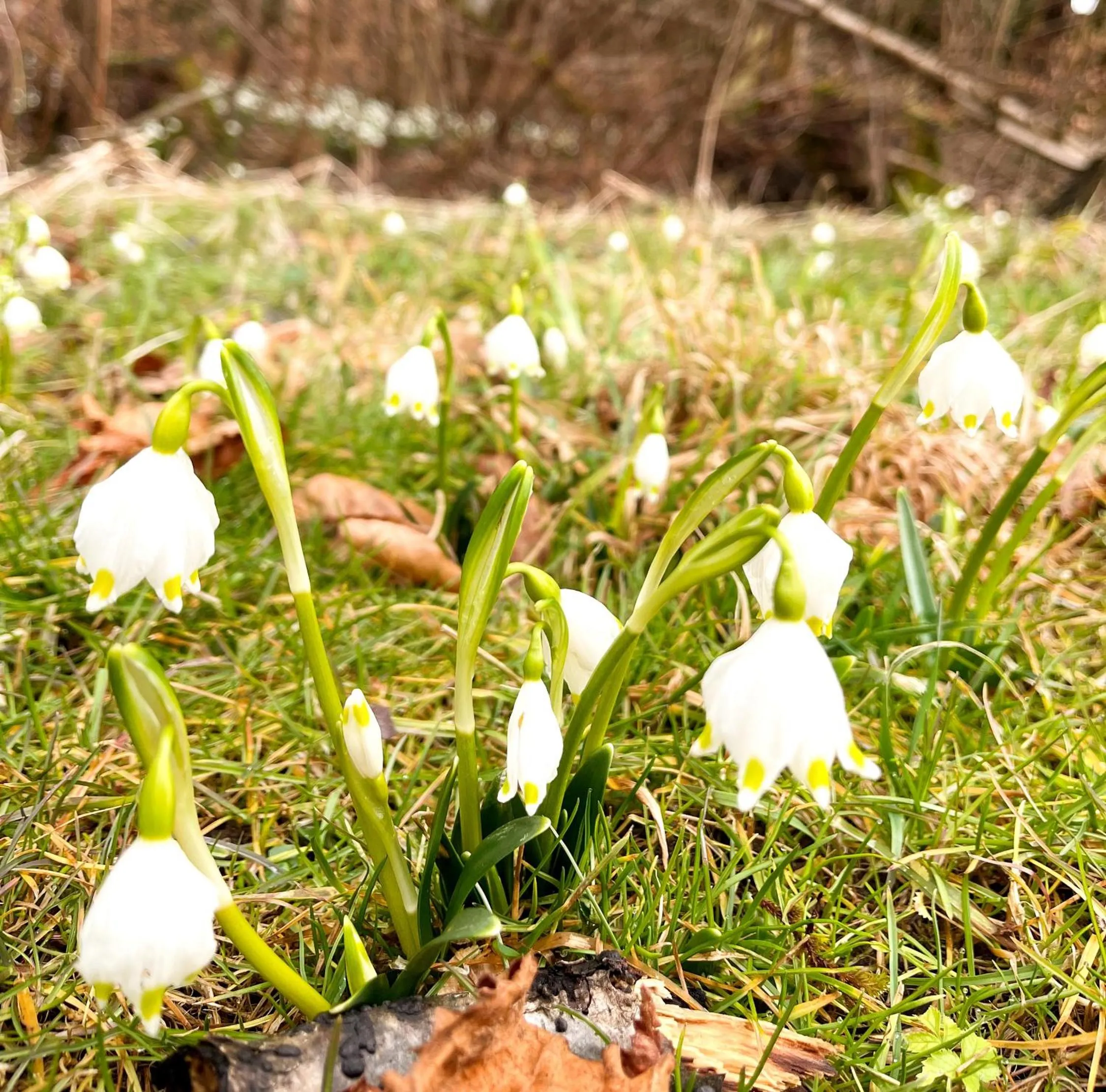 Garden in Adam & Eva Gasthof Paradies mit Hotel