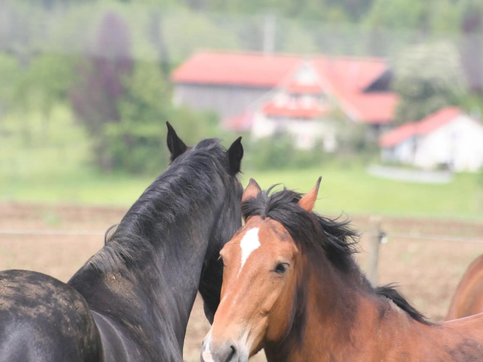 Horse-riding in Adam & Eva Gasthof Paradies mit Hotel