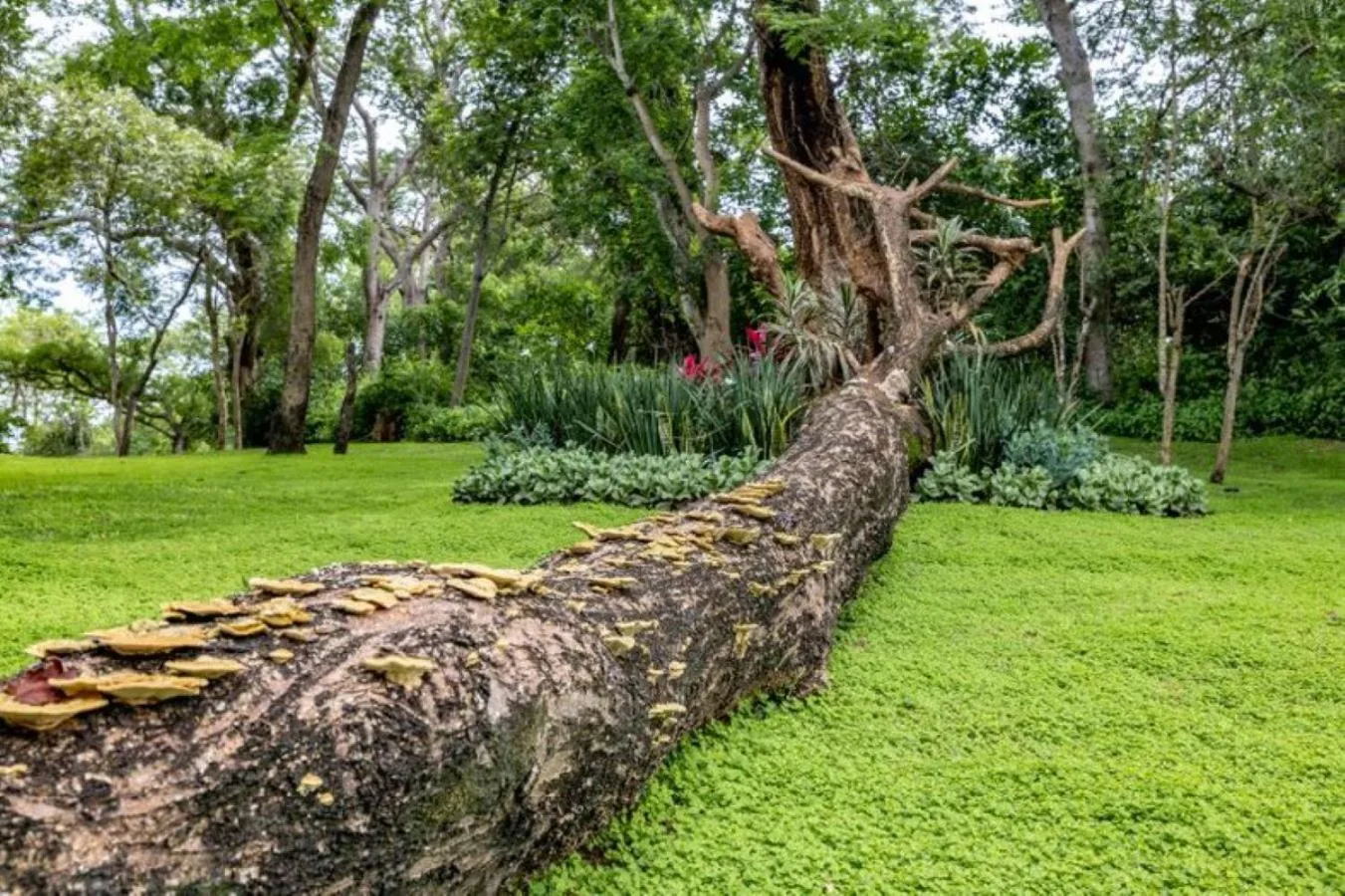 Garden in Sanbonani Hotel