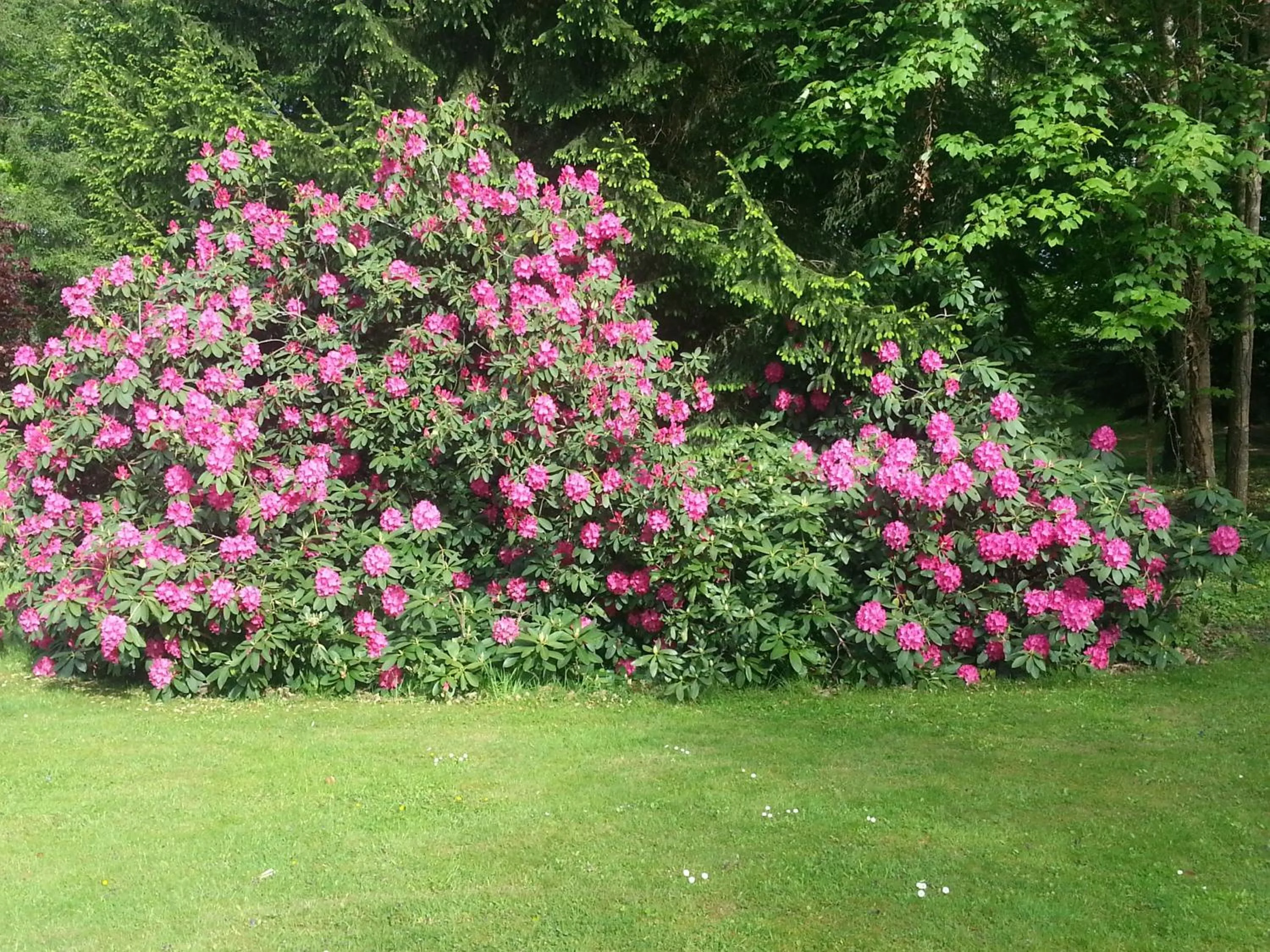 Garden view in Le Tronçais