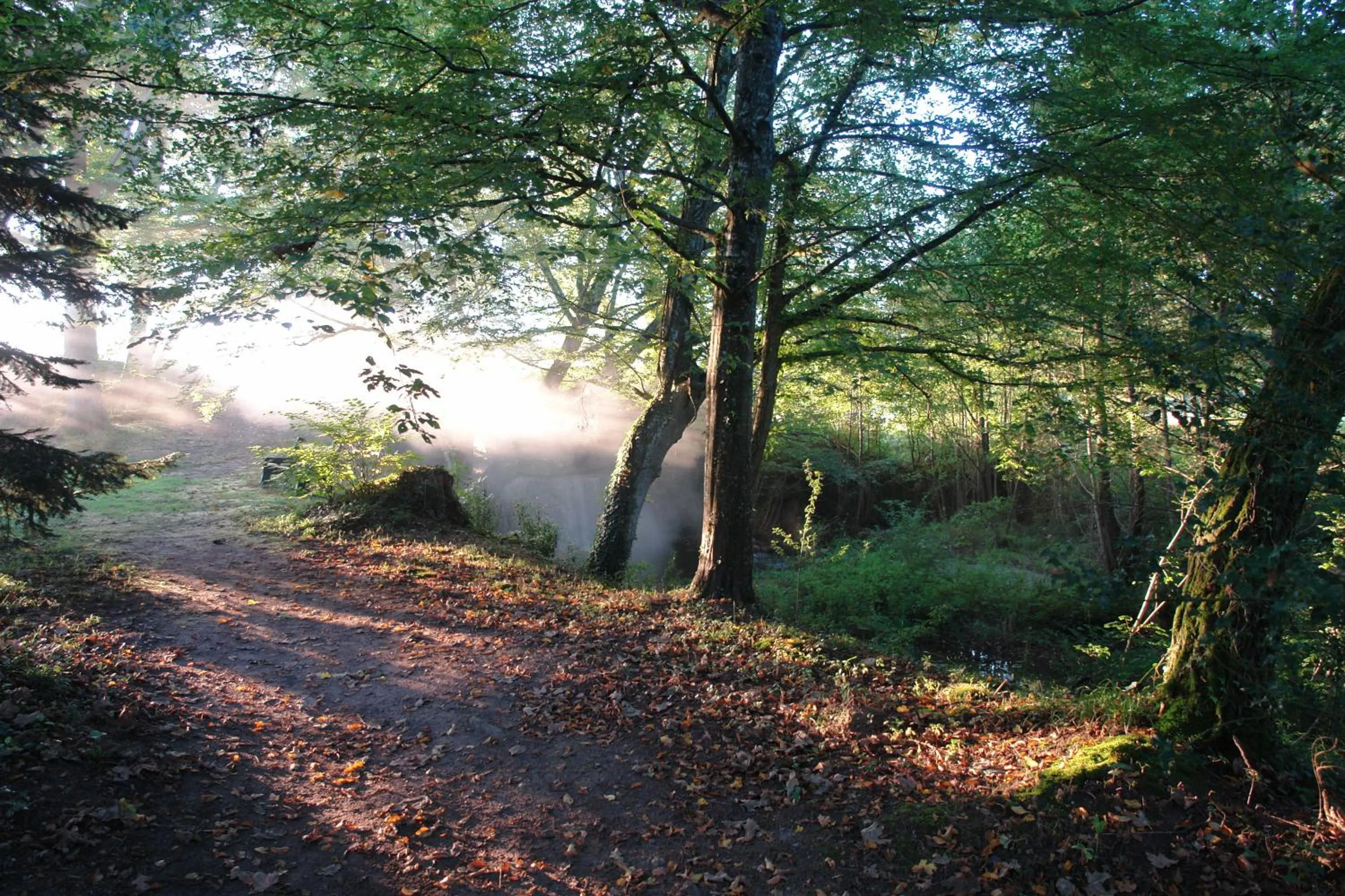 Garden in Le Tronçais