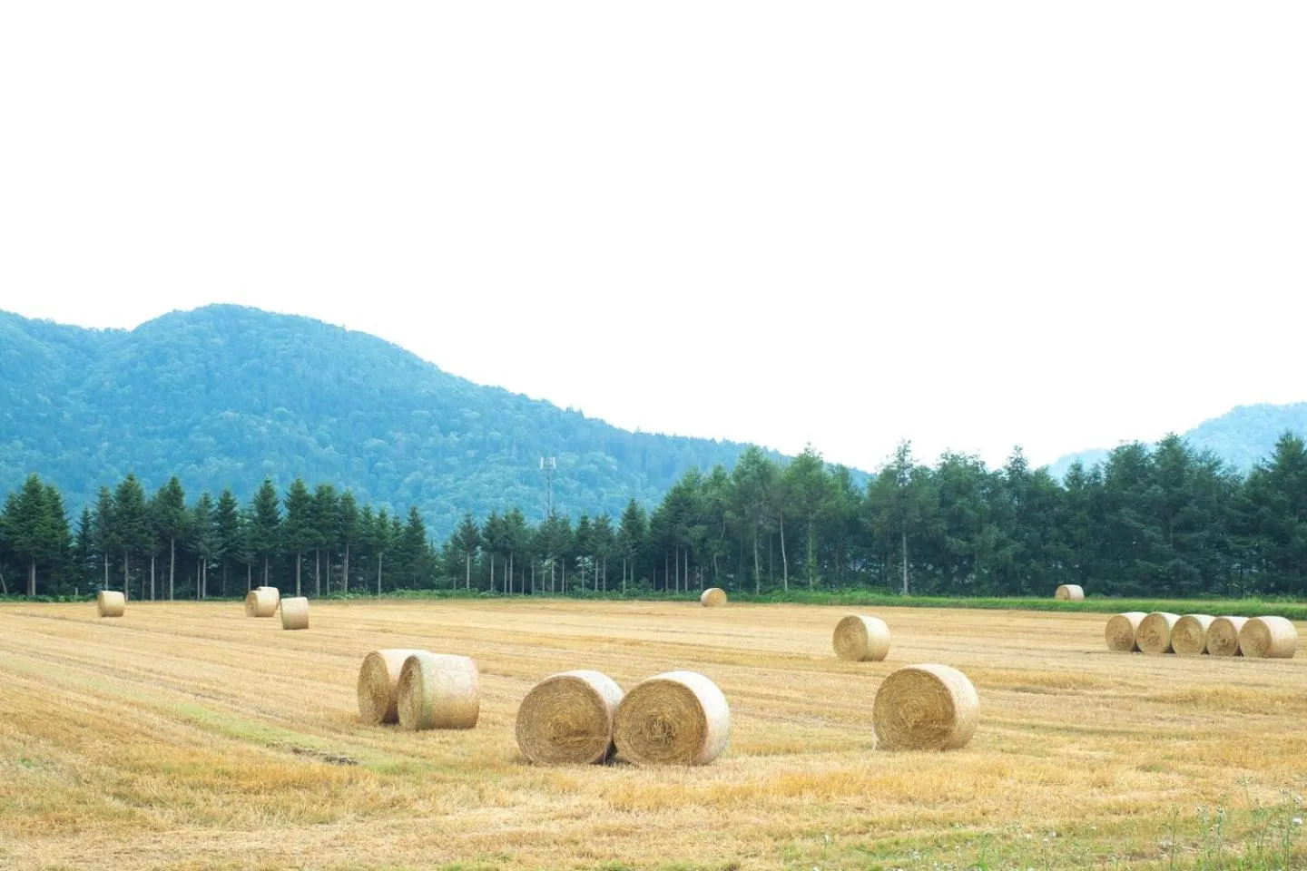 Natural landscape in Furano Log House Farm Resort