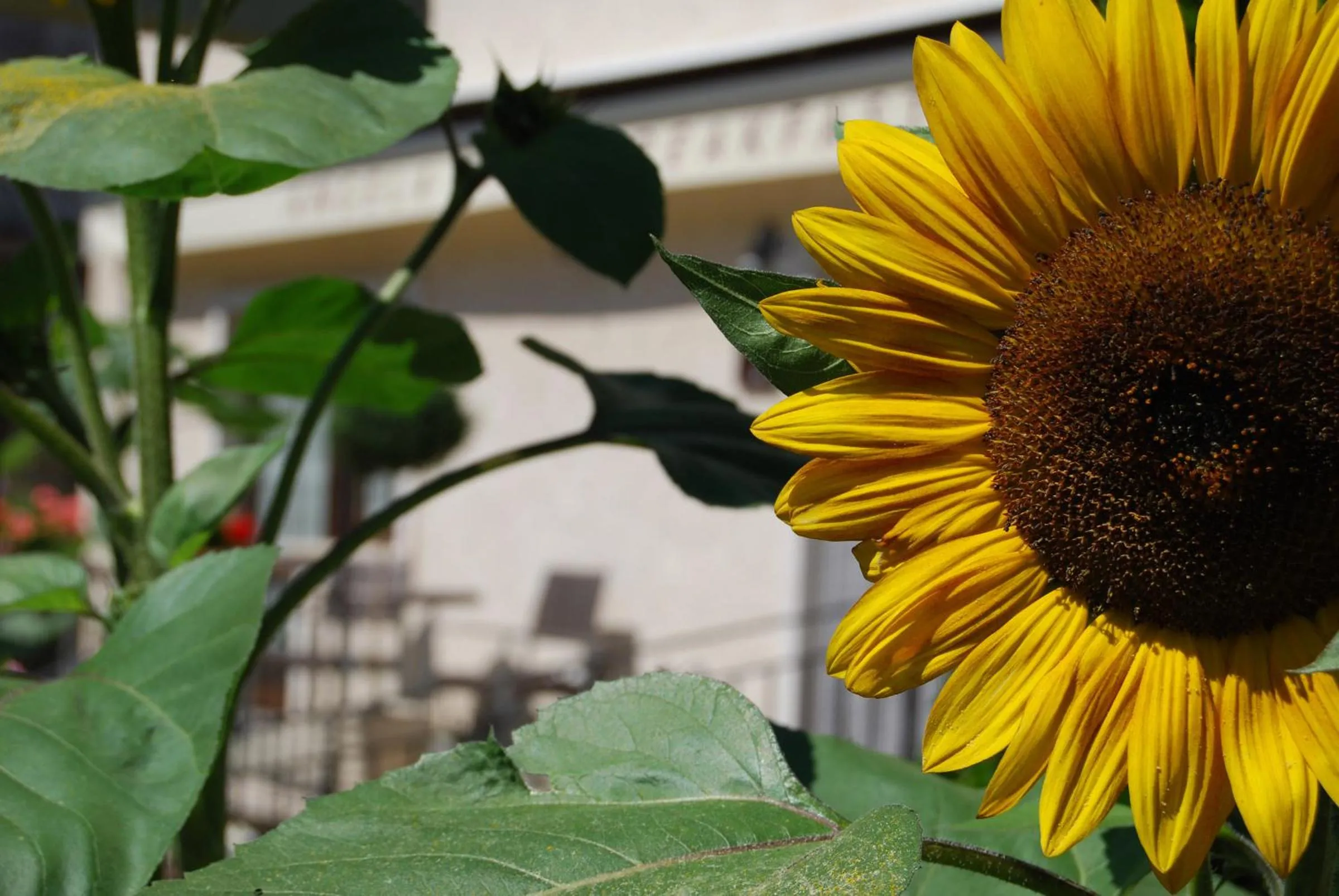 Property building in B&B Angela