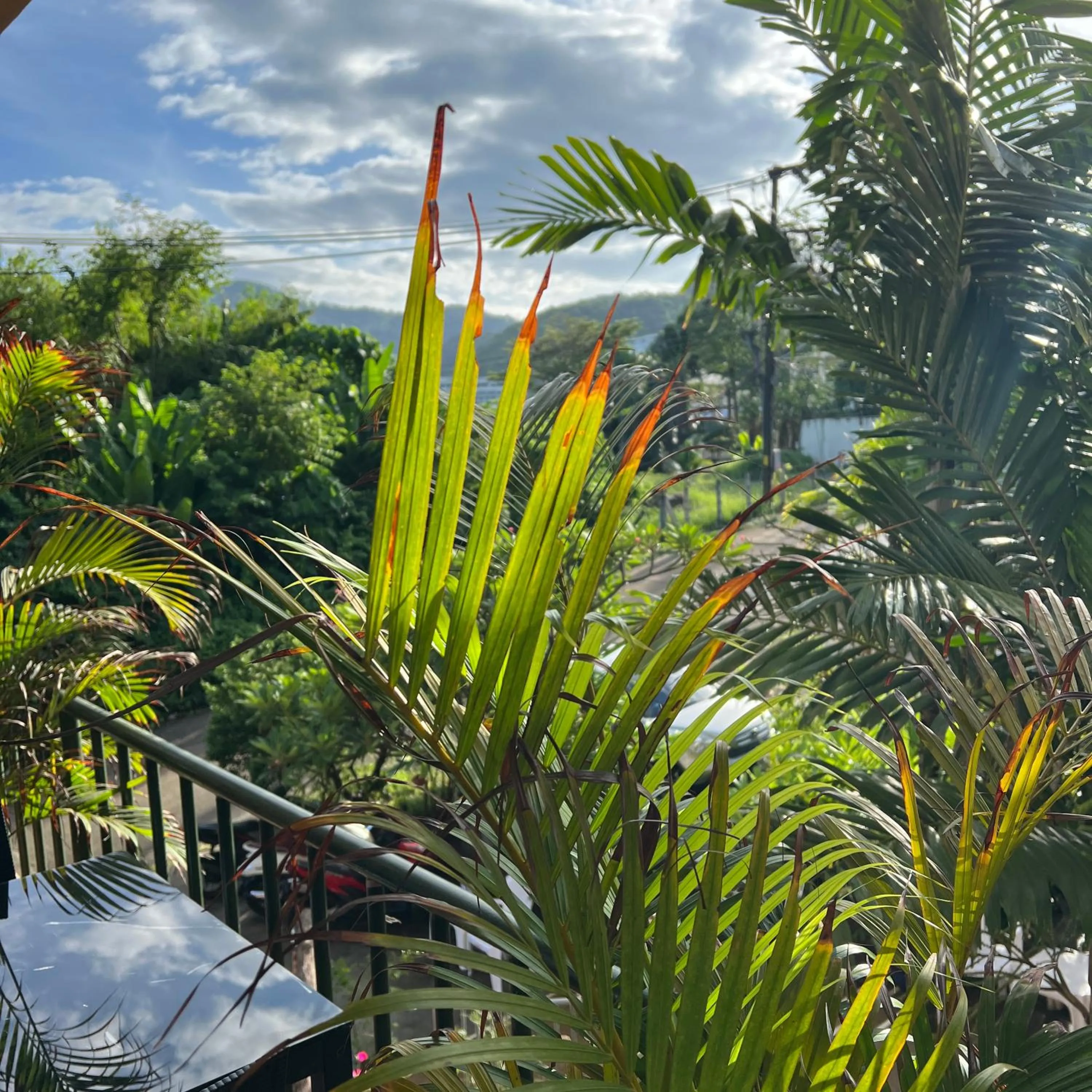 Restaurant/places to eat in Kata Villa Merit Hill Bungalows