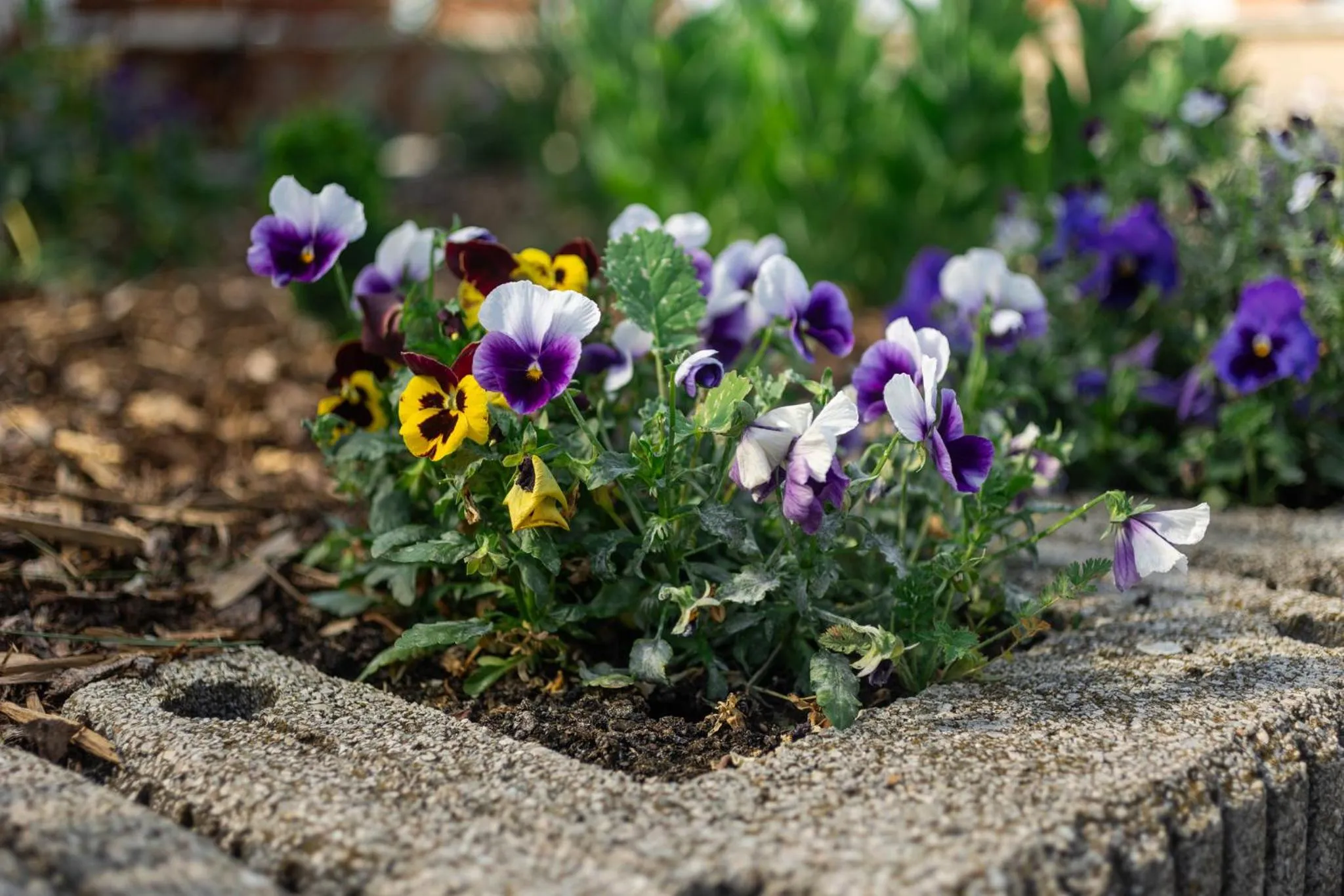 Garden in Rooftop City Residence
