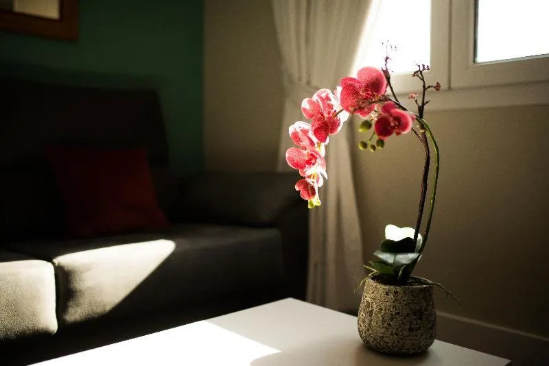 Living room, Bed in Apartamentos Cruz