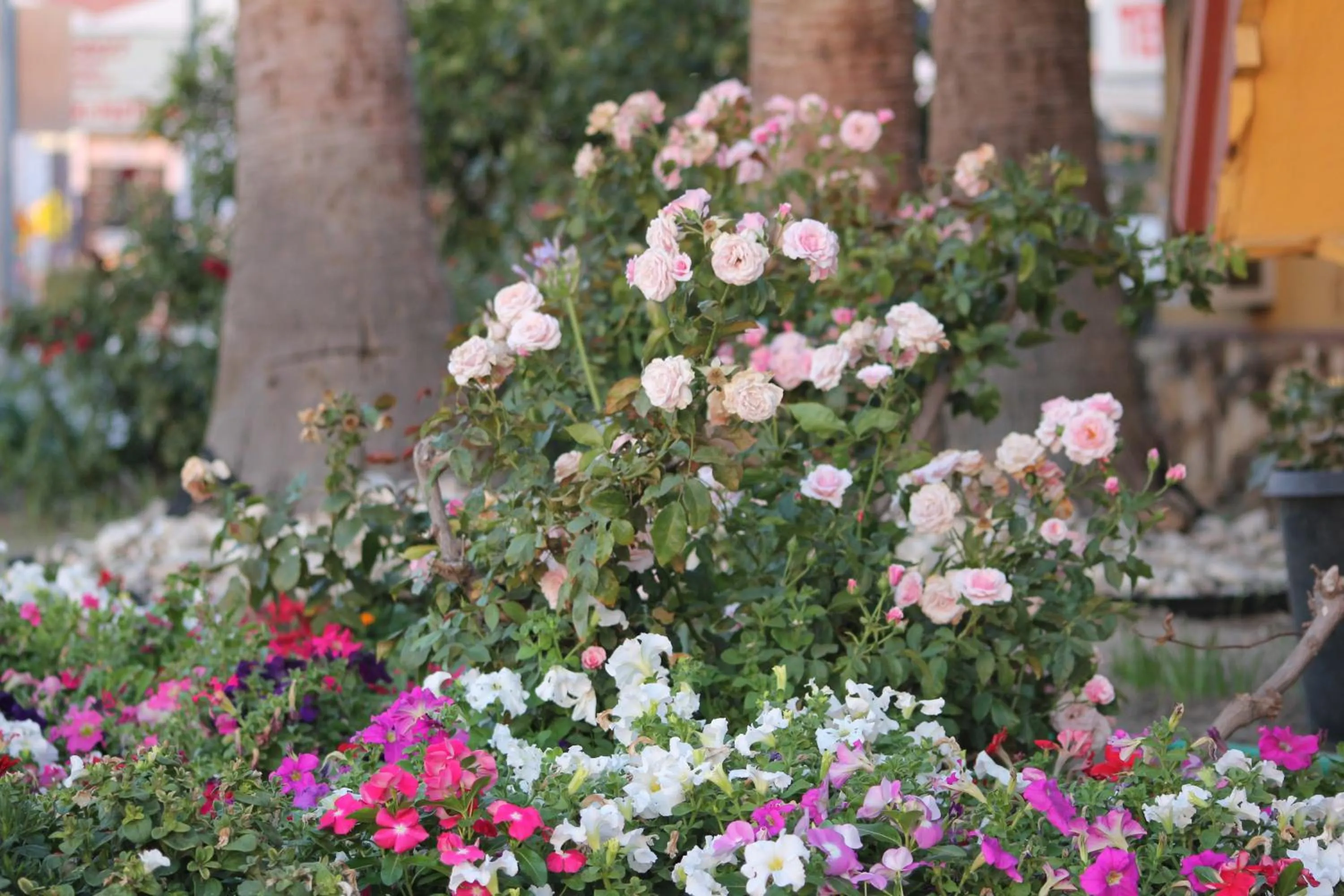 View (from property/room) in Cinderella Motel