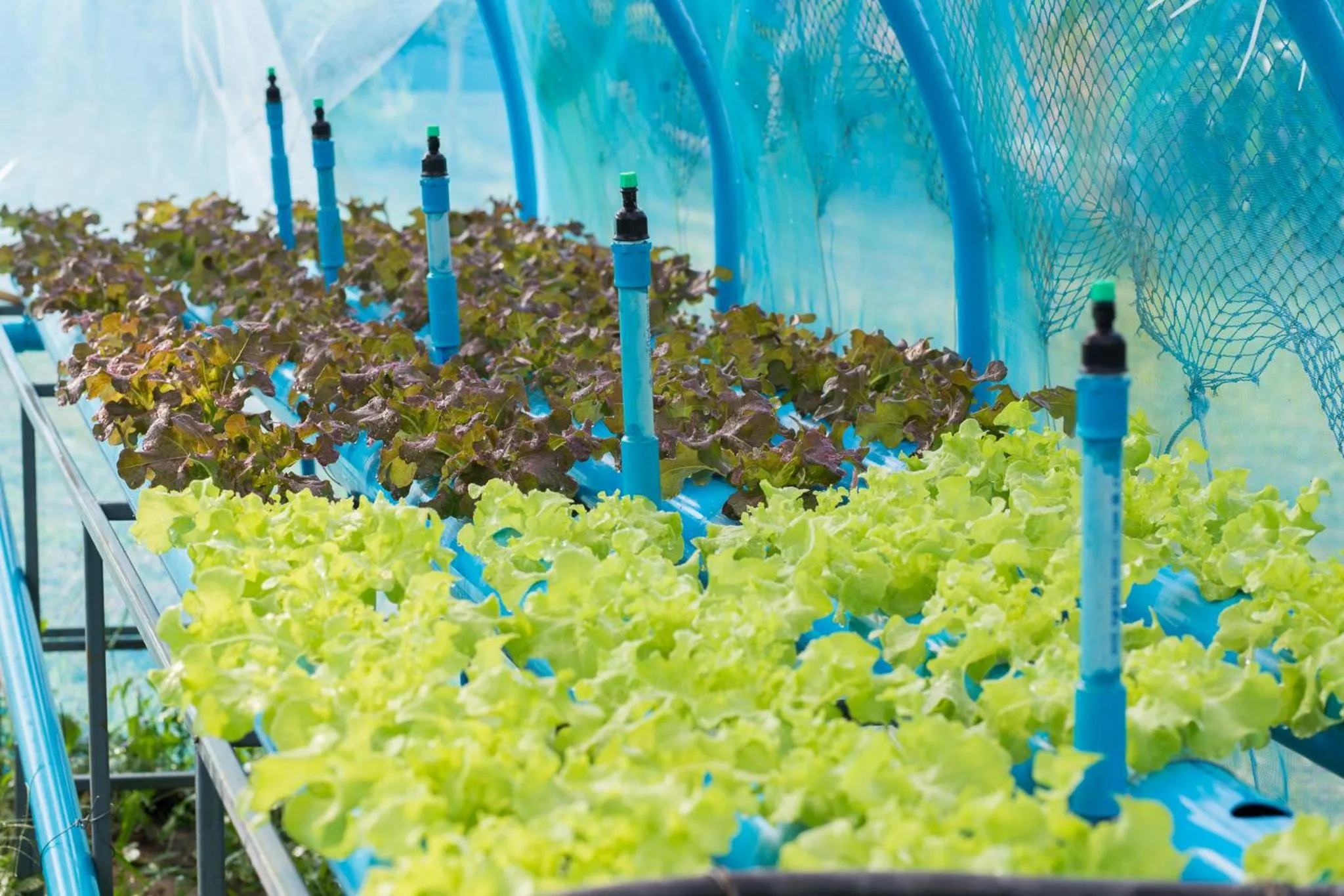 Garden in Phoomtada Homestay