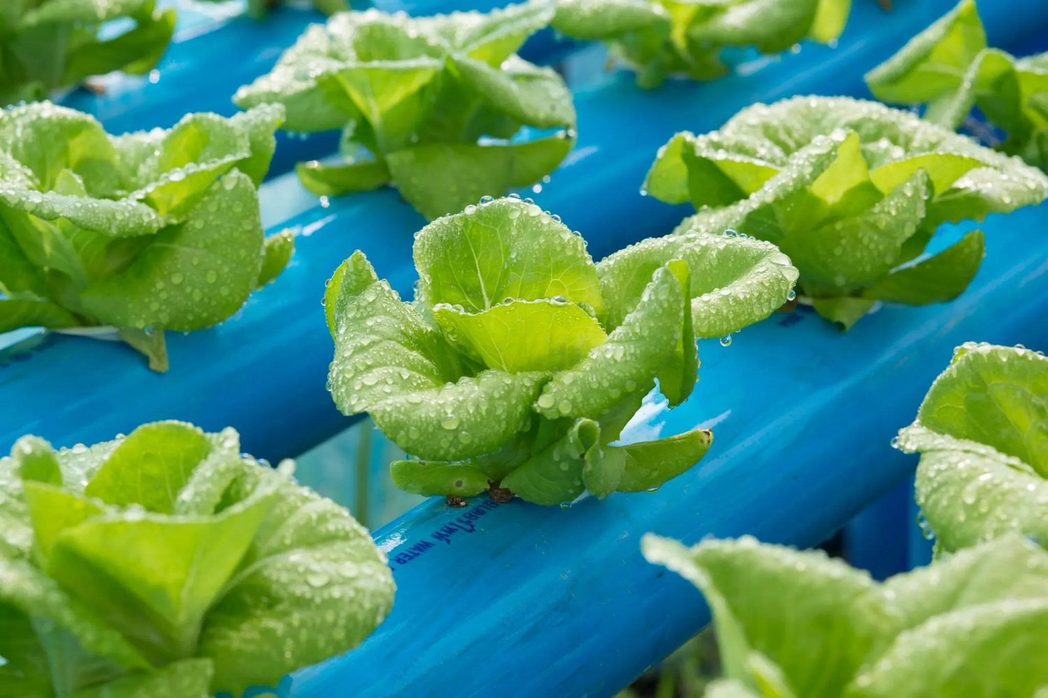 Other in Phoomtada Homestay