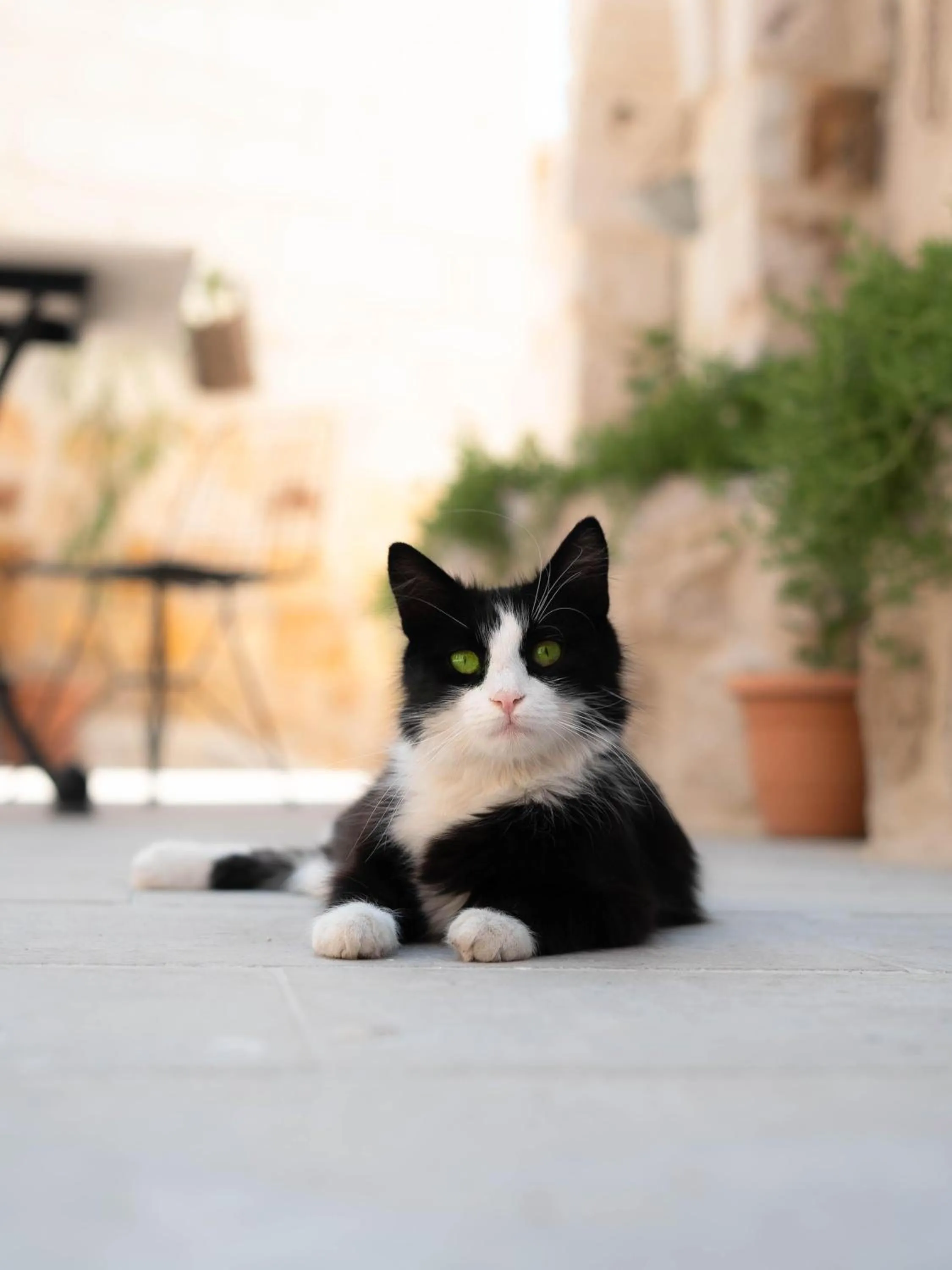 Pets in Göreme Escape Cave