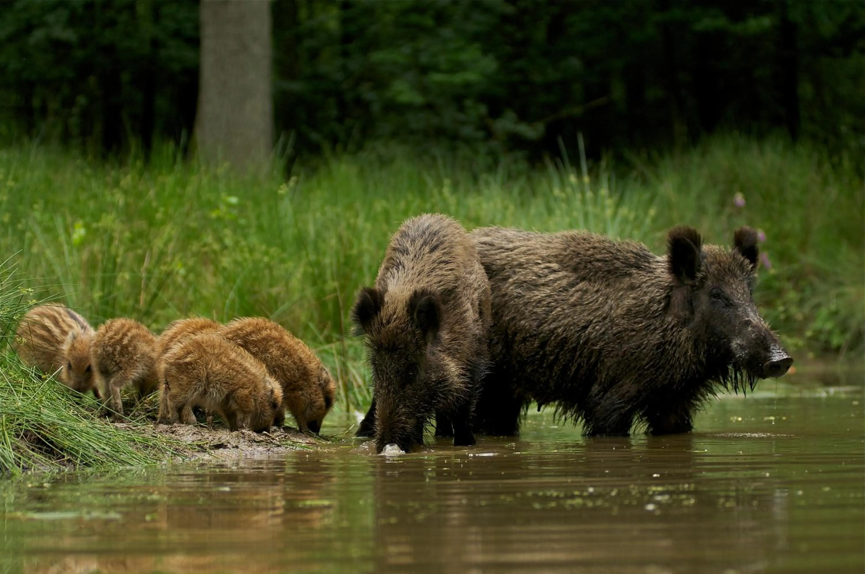 Natural landscape in 't Witte Hoes