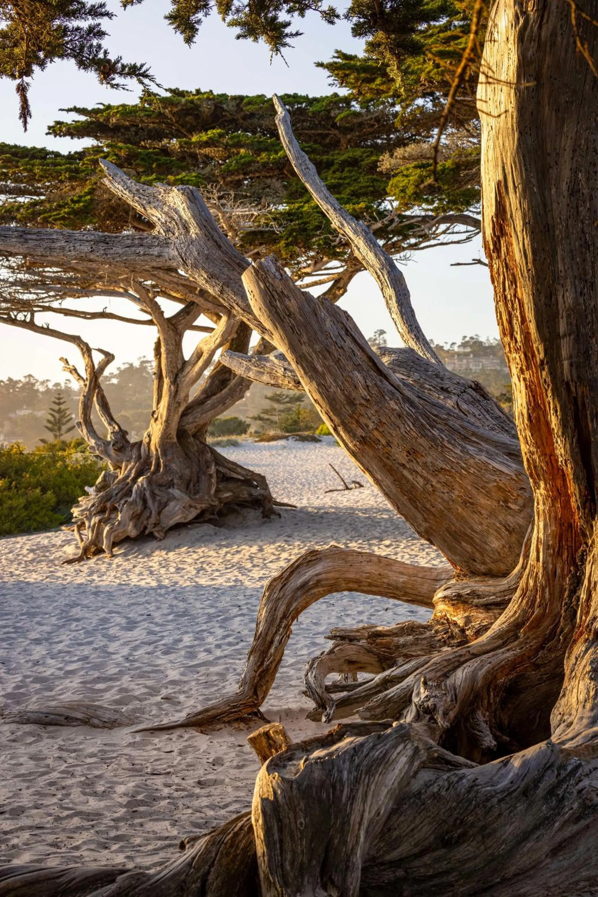 Beach in Home2 Suites By Hilton Marina