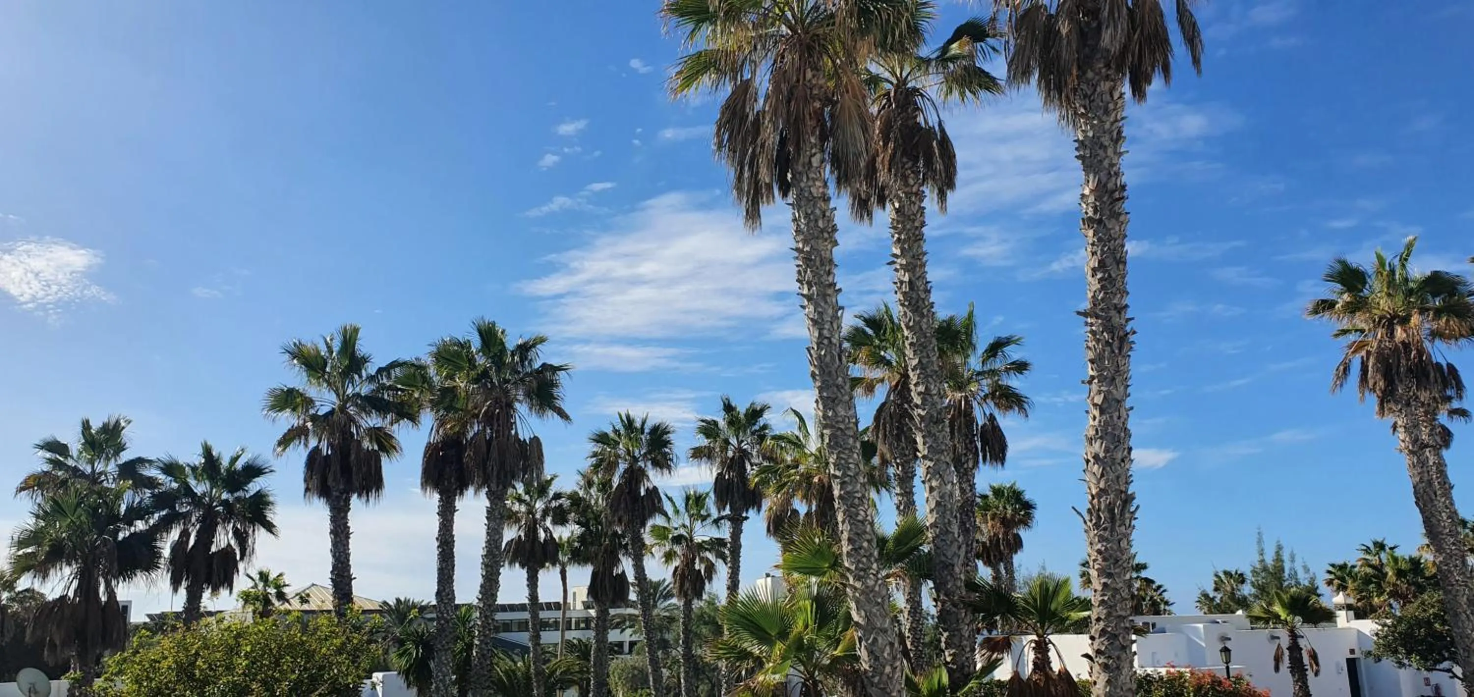 Garden in Palmeras Garden