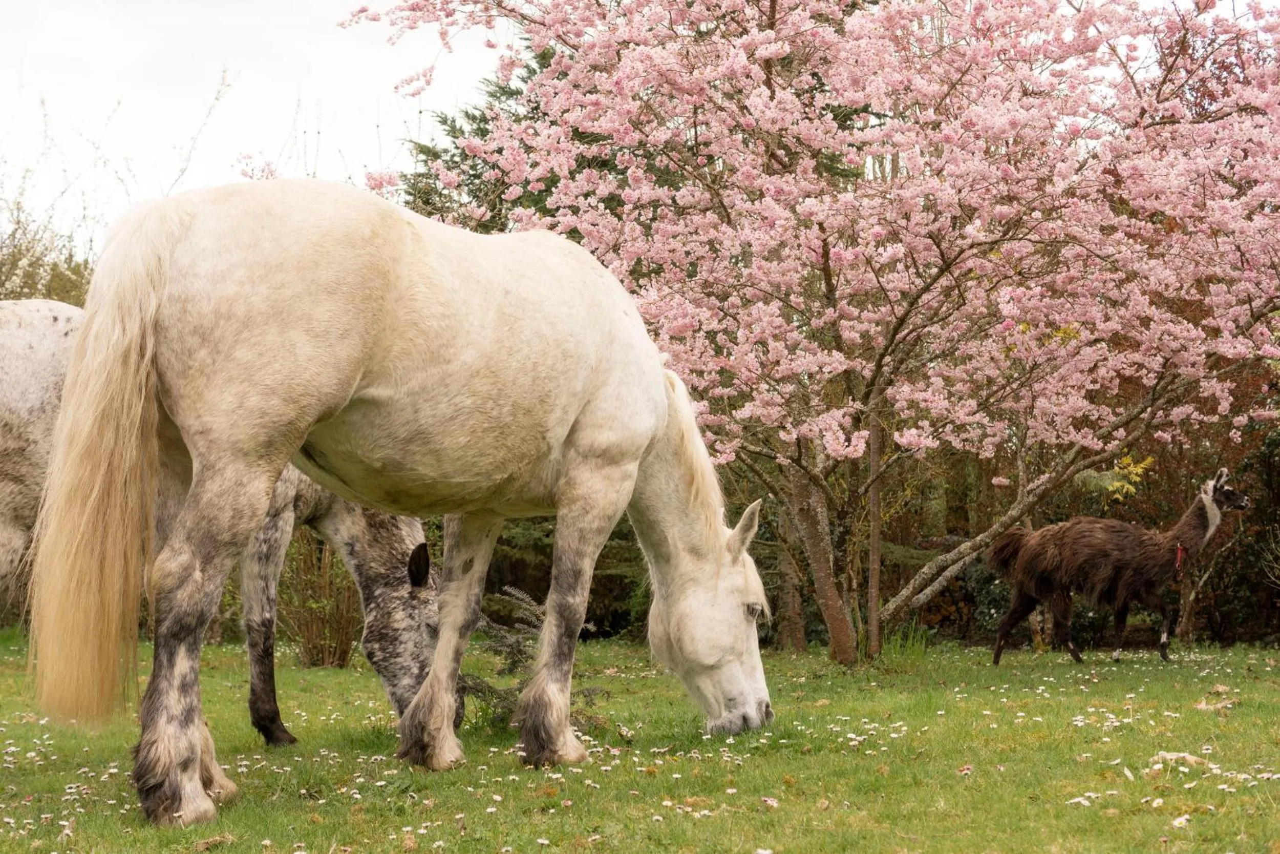 Property building in Manoir de la Maison Blanche