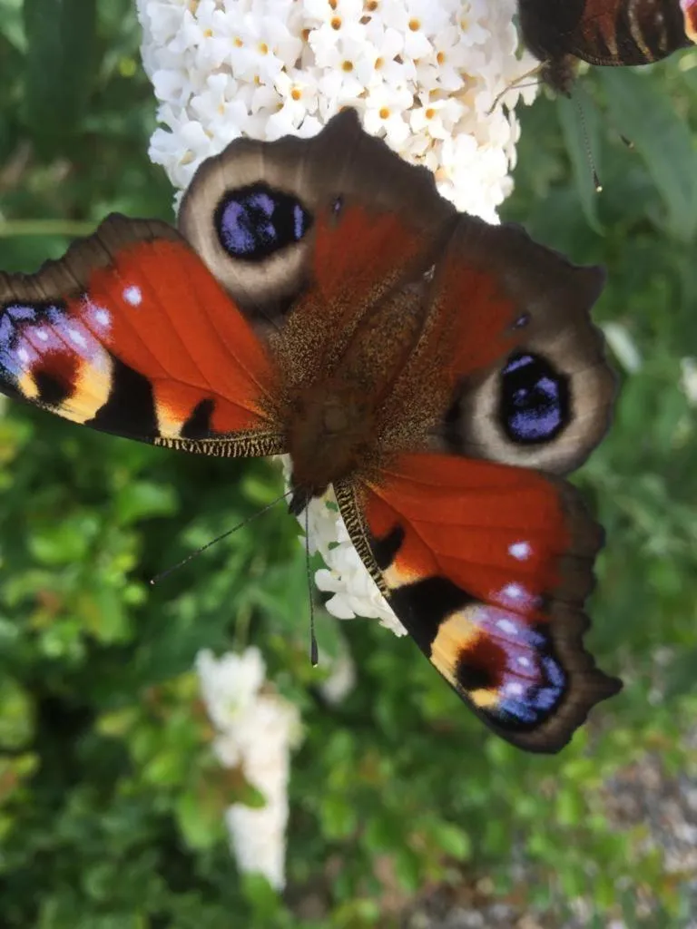 Garden in Torbeag House
