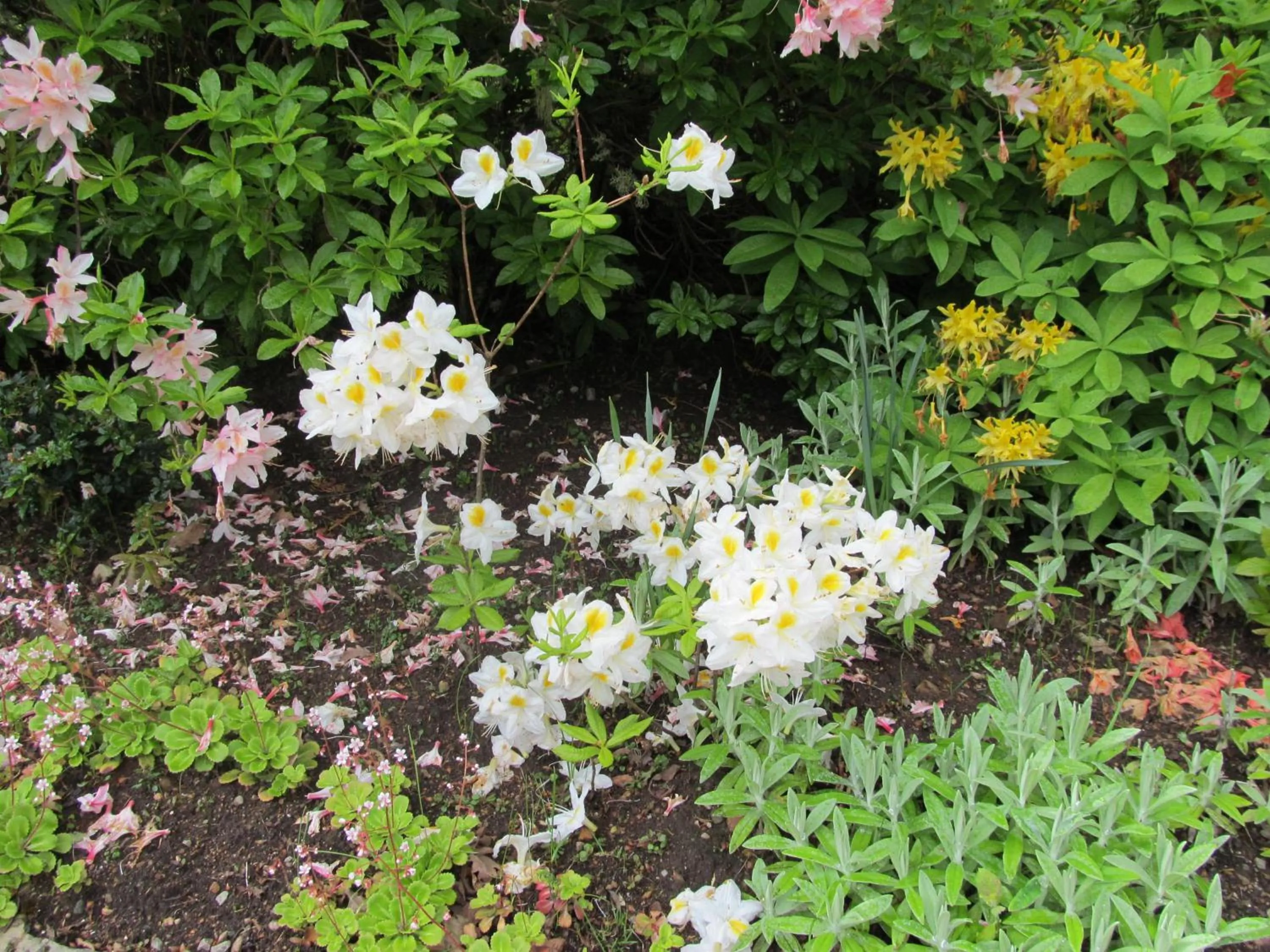 Spring in Torbeag House