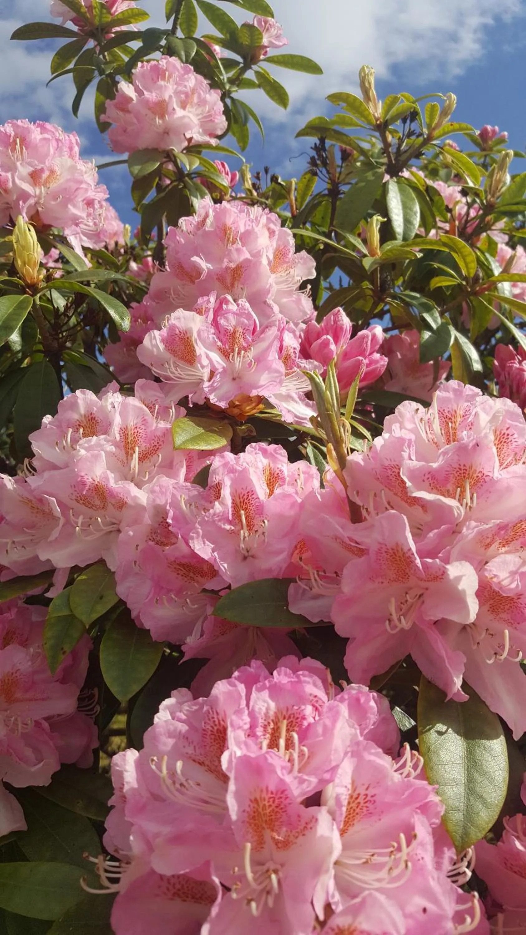 Garden in Torbeag House