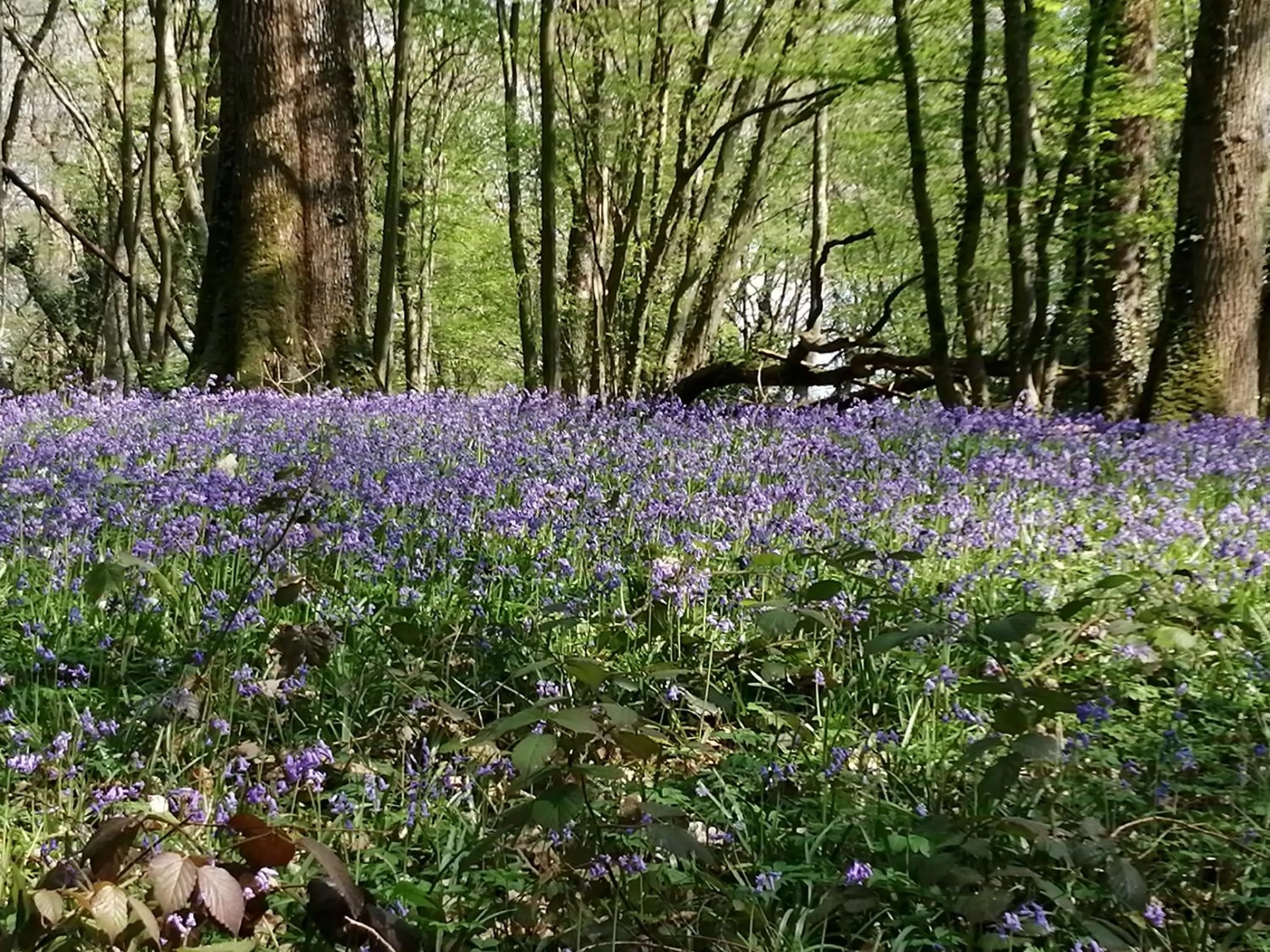 Spring in Ma Gentilhommière