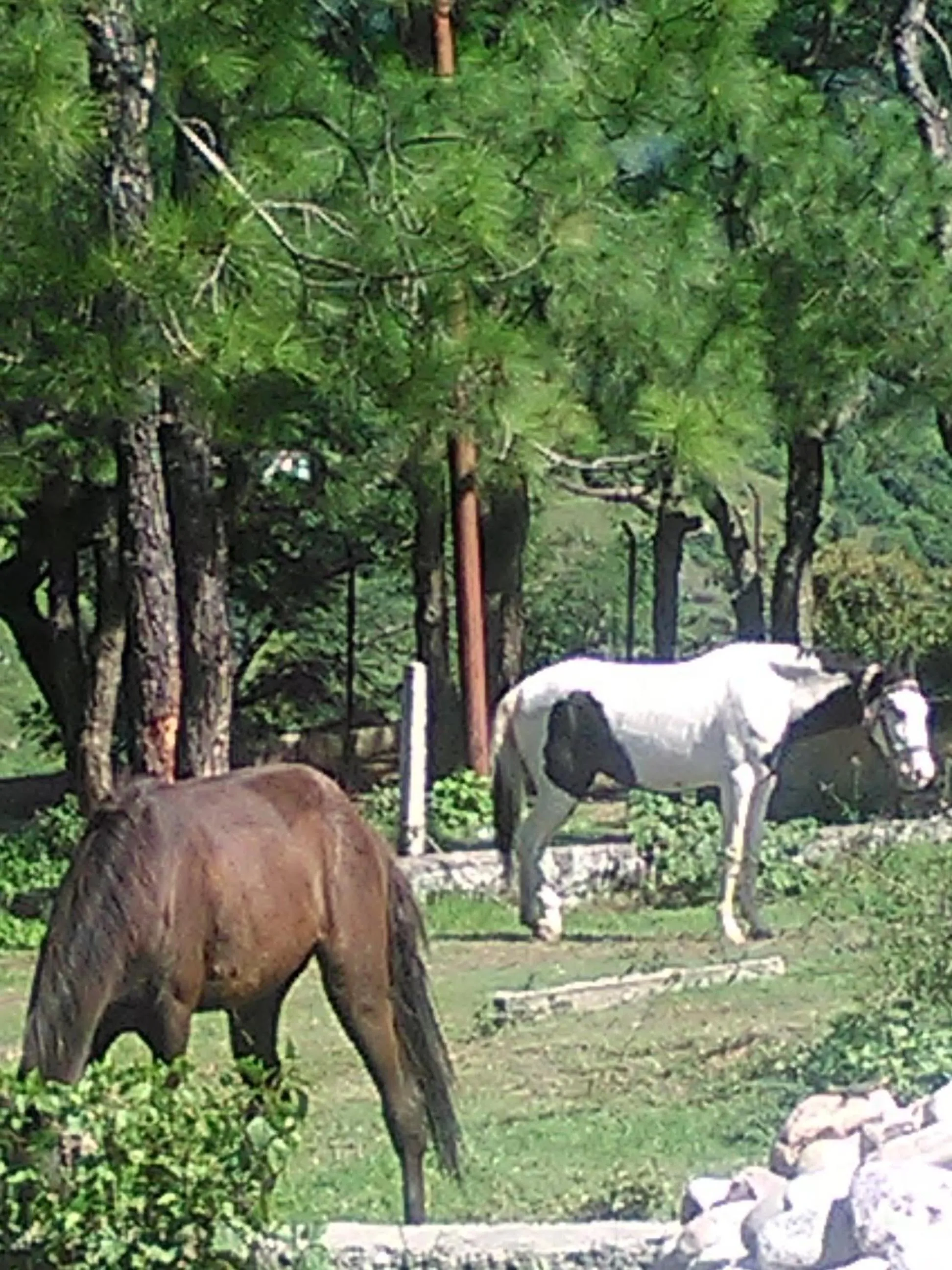 Hotel Centre Point Resorts Palampur