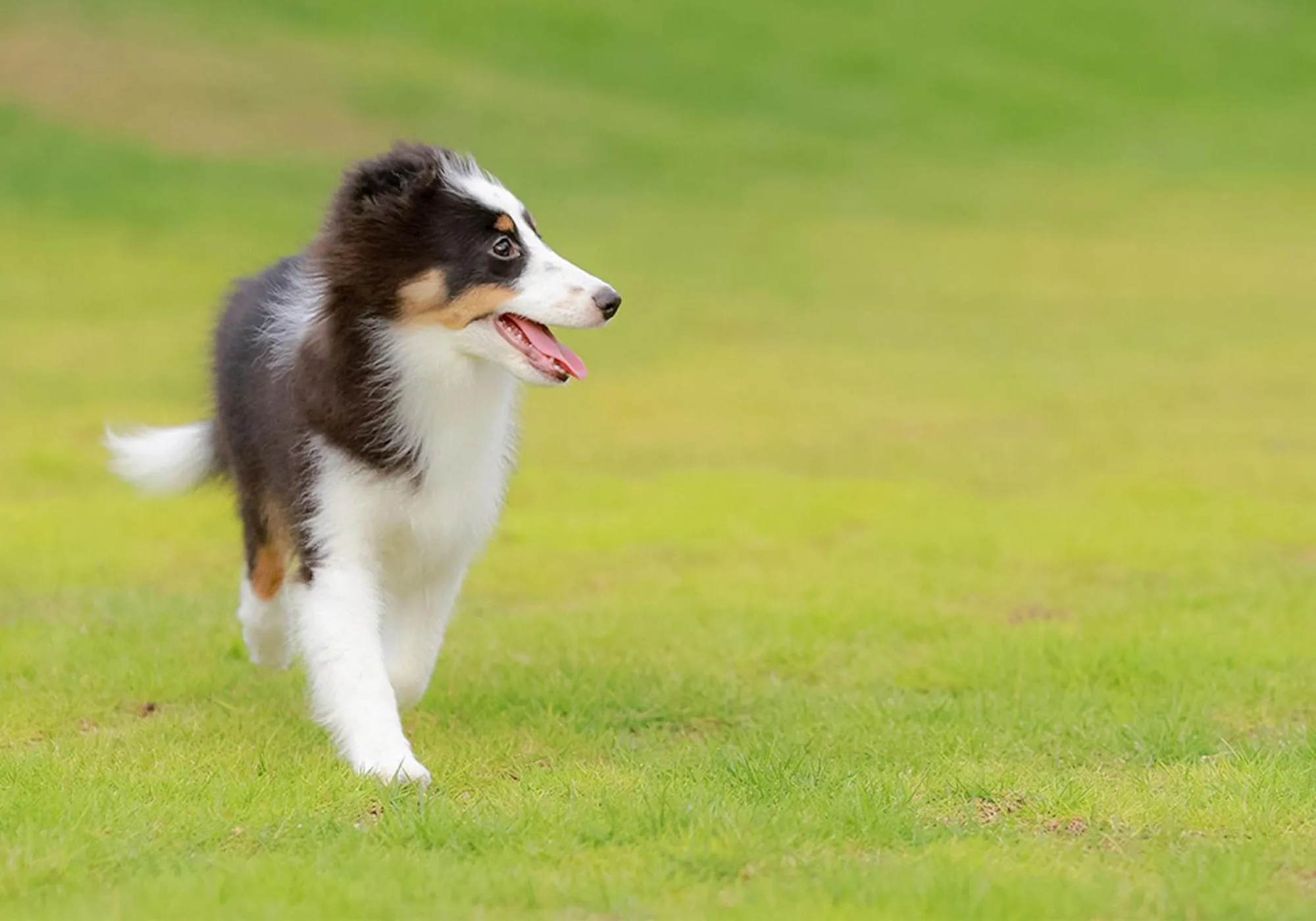 Pets in Glamping&Port結