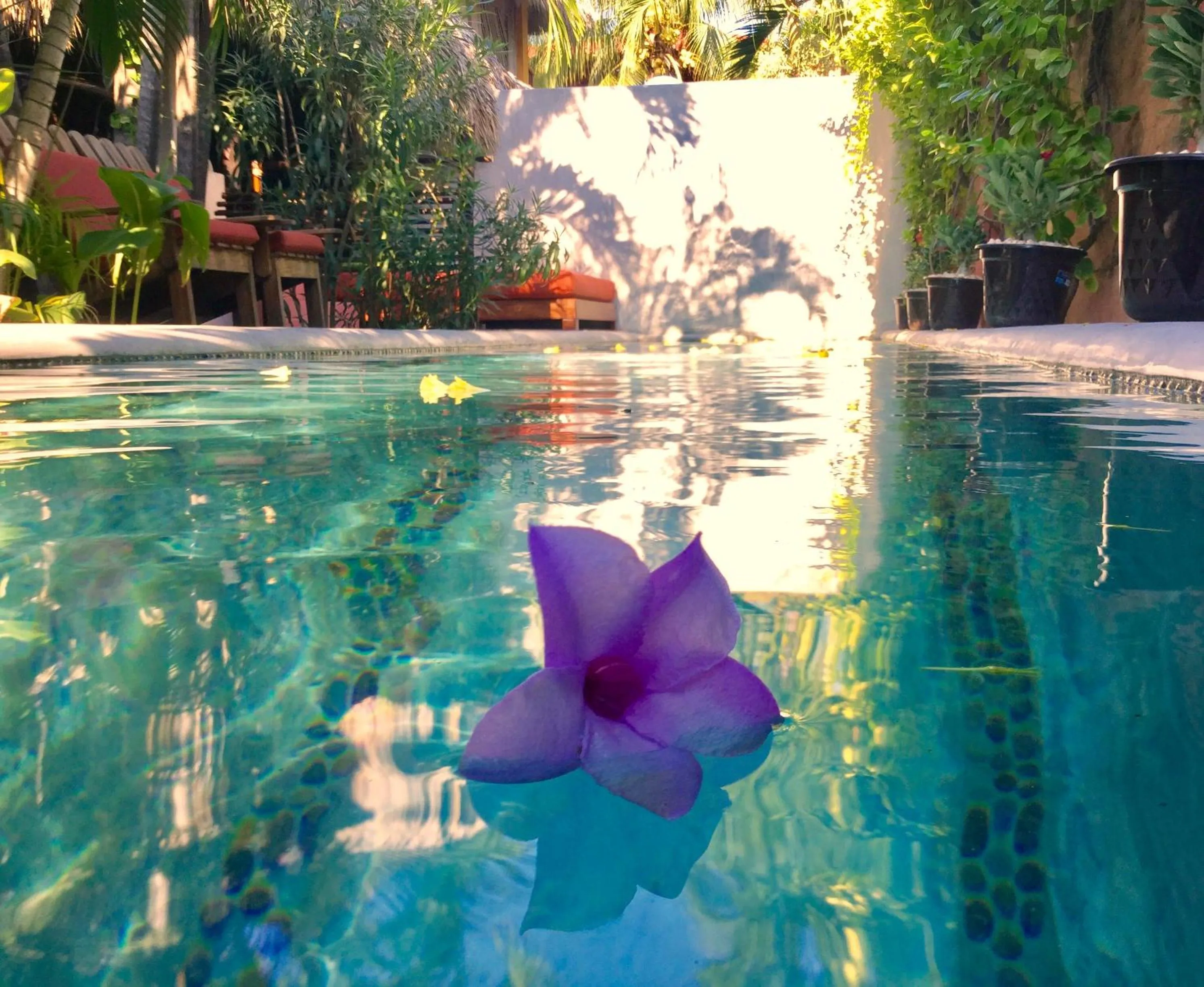 Pool view in Hacienda La Rusa