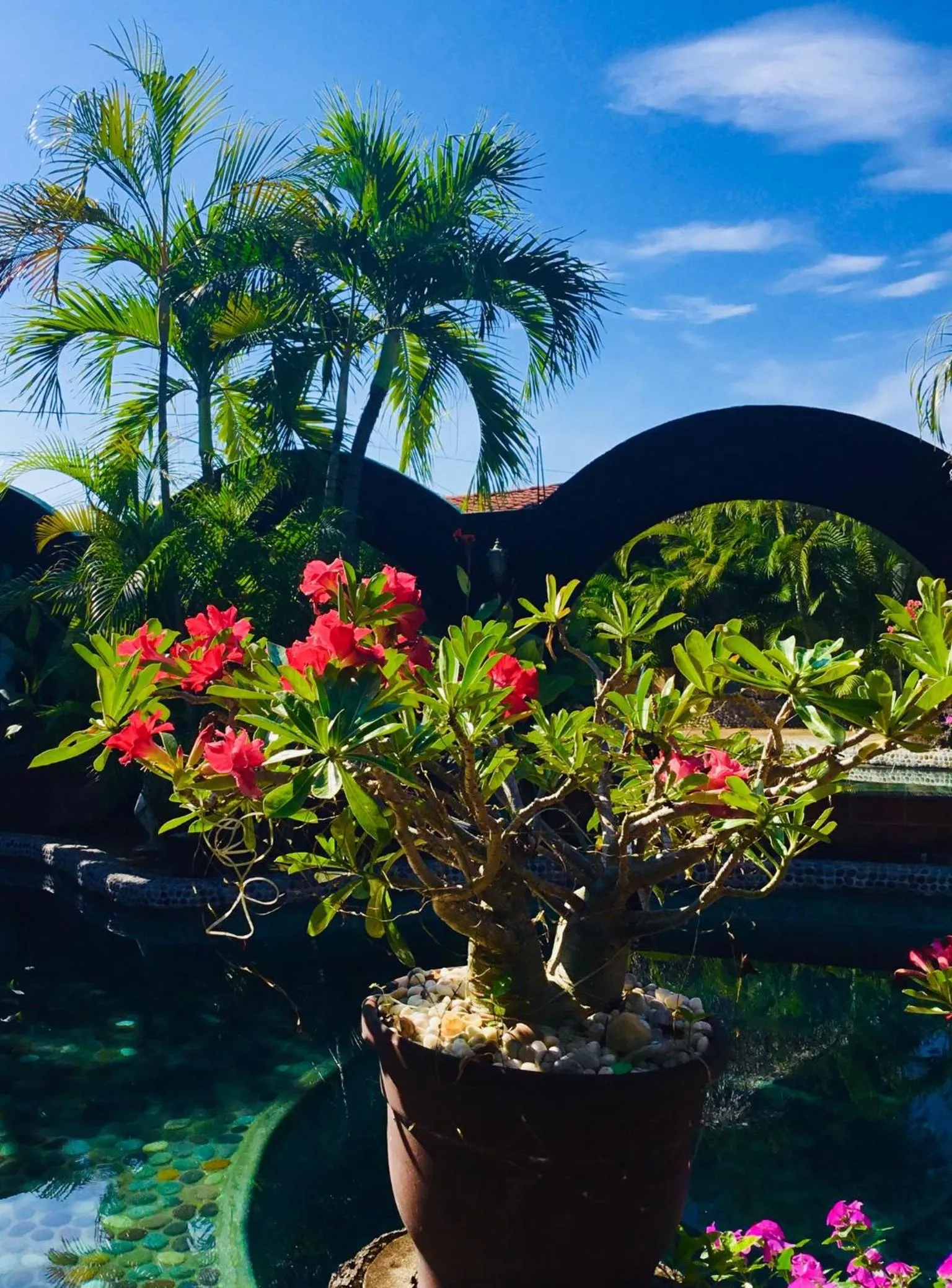 Garden in Hacienda La Rusa