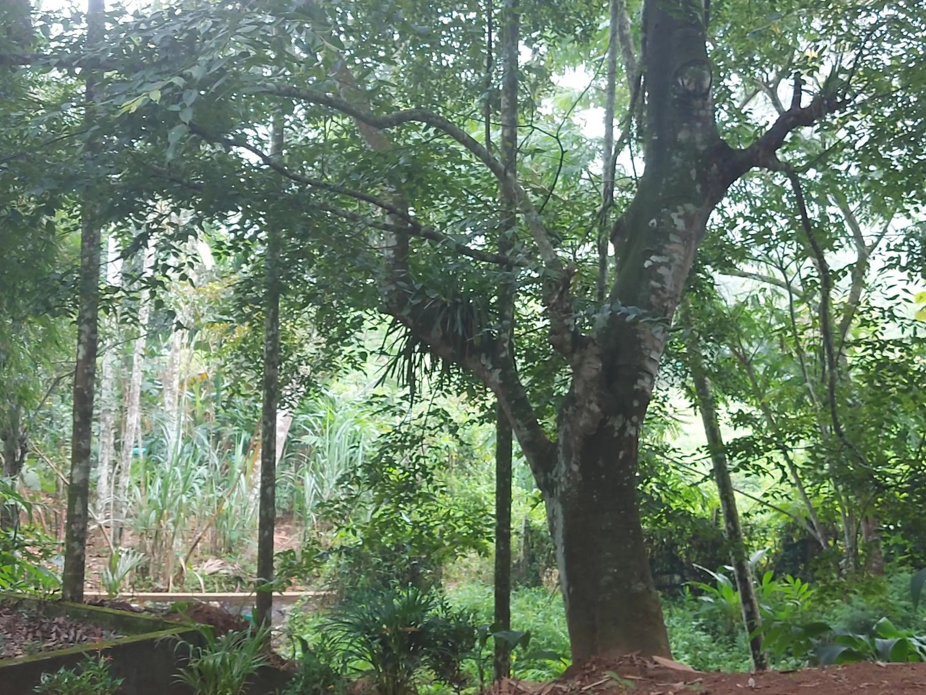 Garden in B'camp Resorts & Homestays