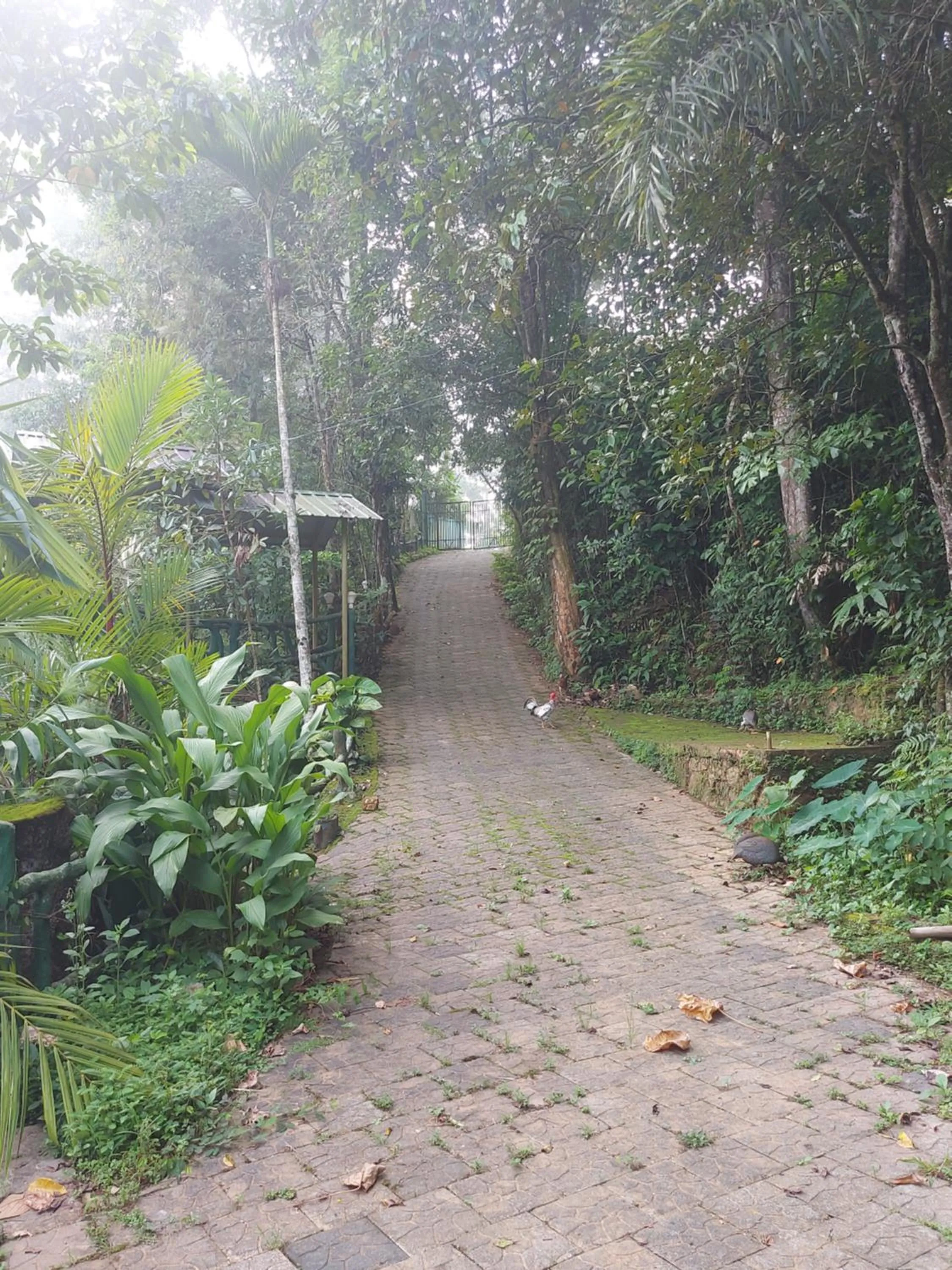 Garden in B'camp Resorts & Homestays