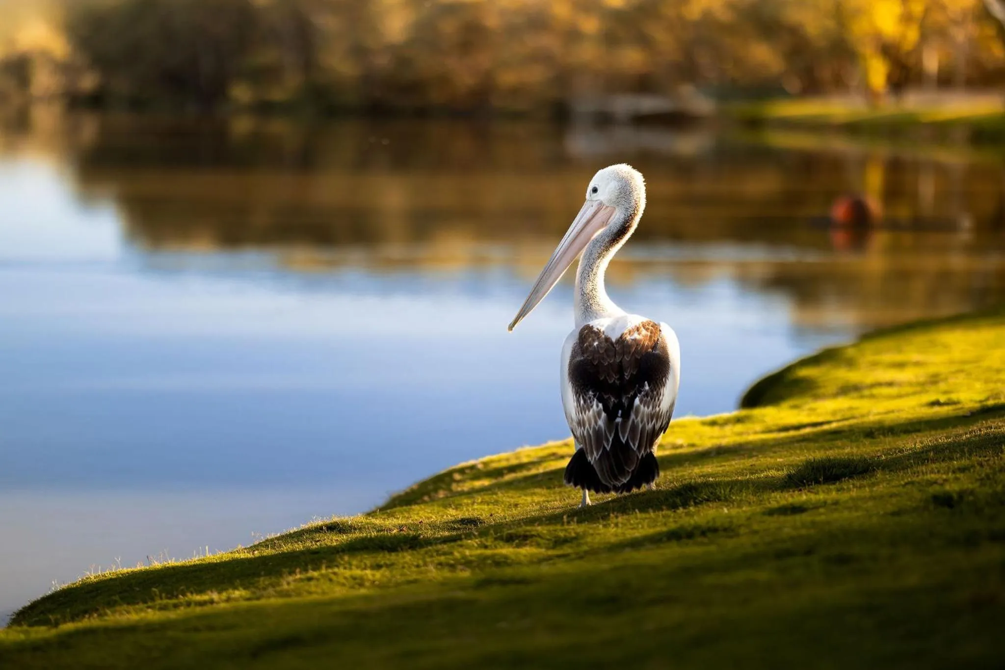 Animals in Discovery Parks - Renmark Riverfront
