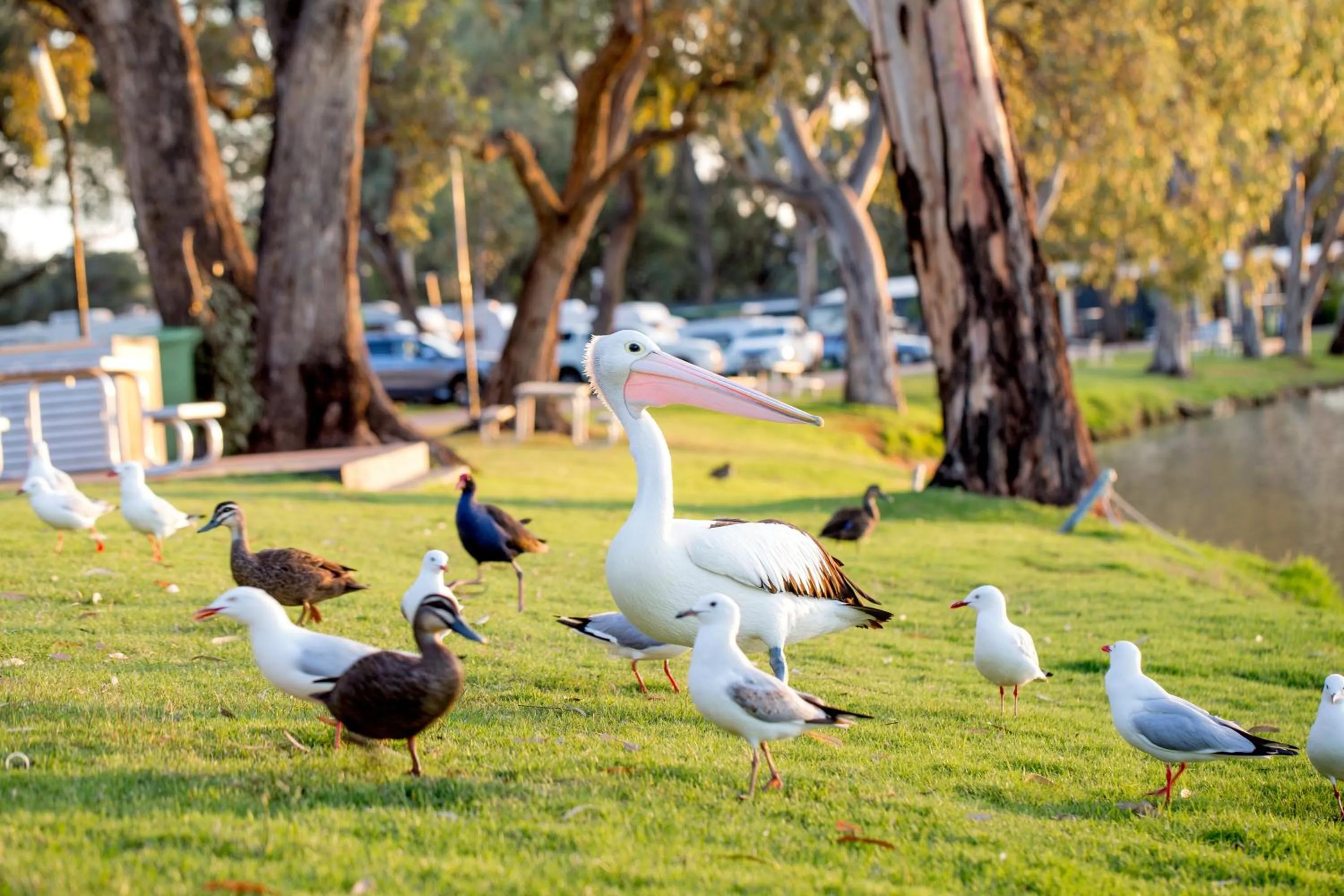 Animals in Discovery Parks - Renmark Riverfront
