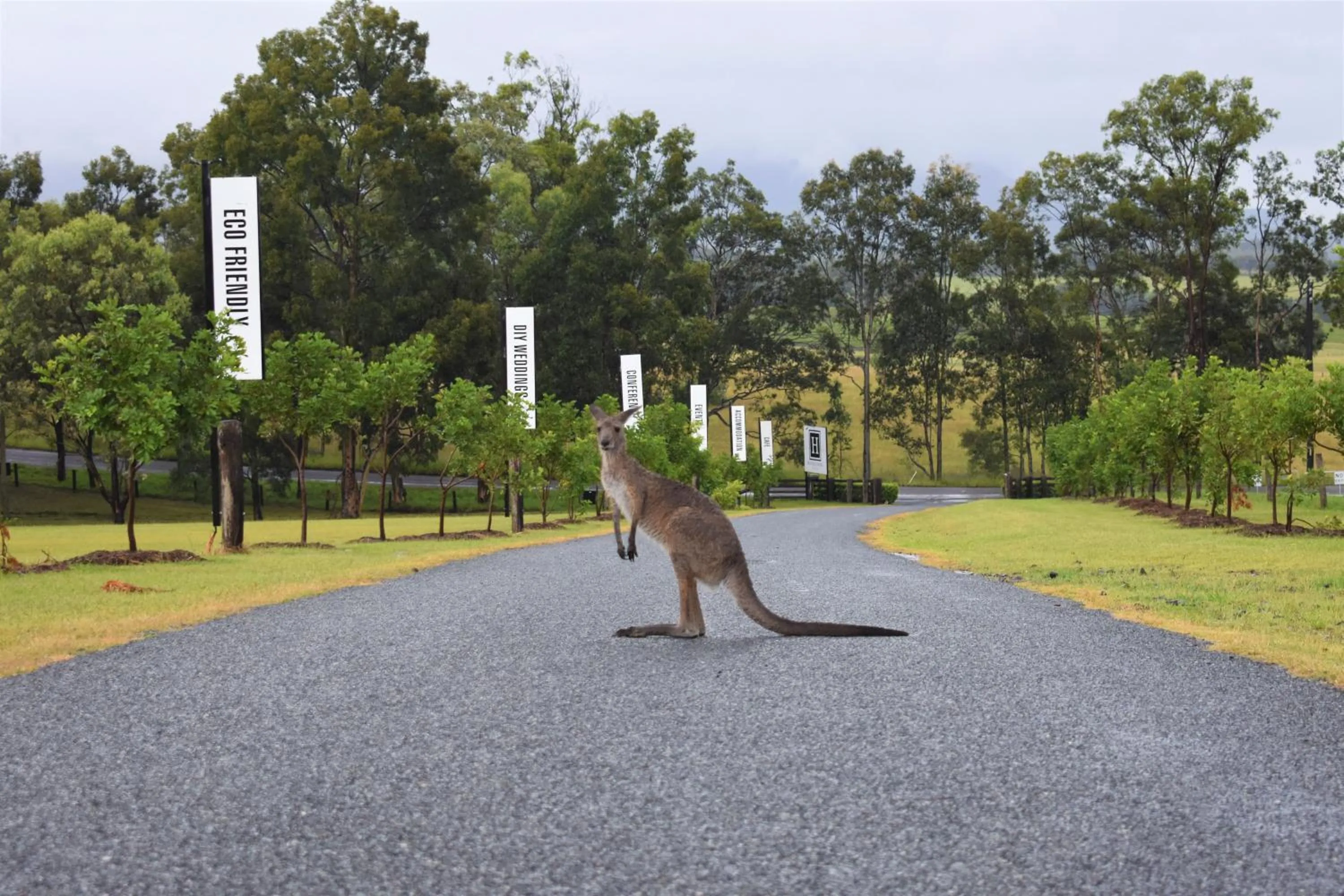 Animals in H Boutique Hotel