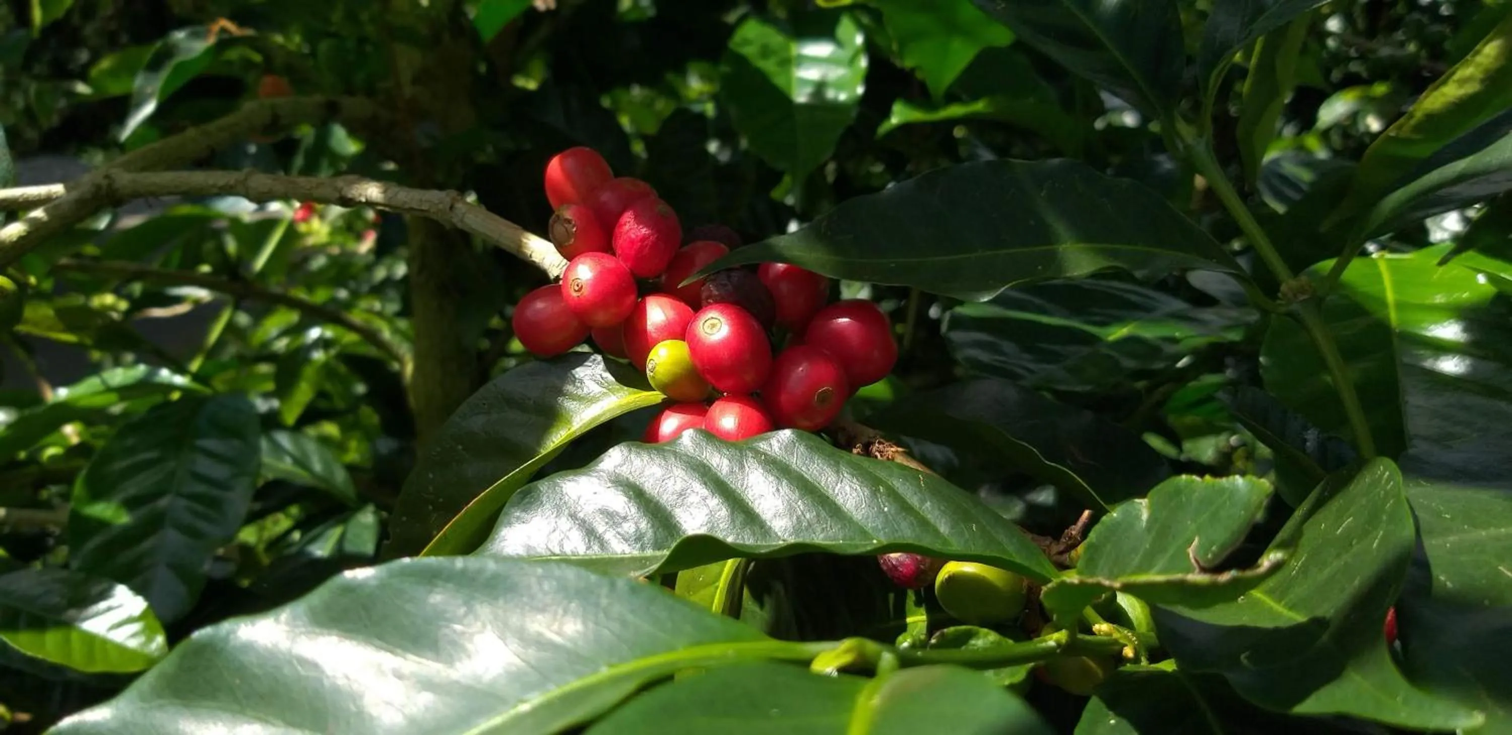 Garden in SCHUMANN'S RESORT & PARK