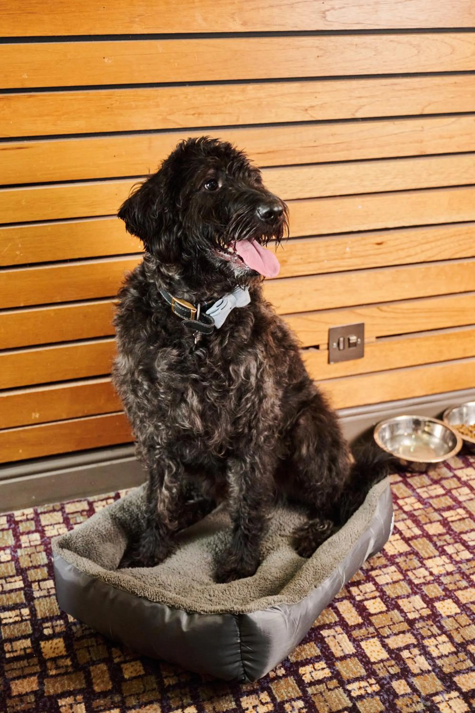 Pets in The Rutland Hotel