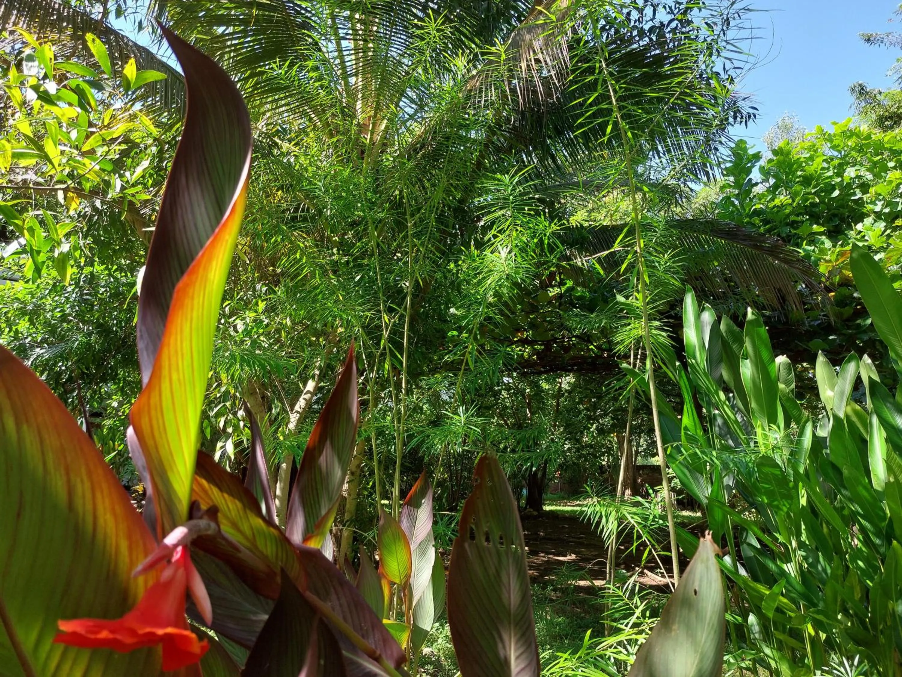 Garden in Hôtel La Belle Etoile