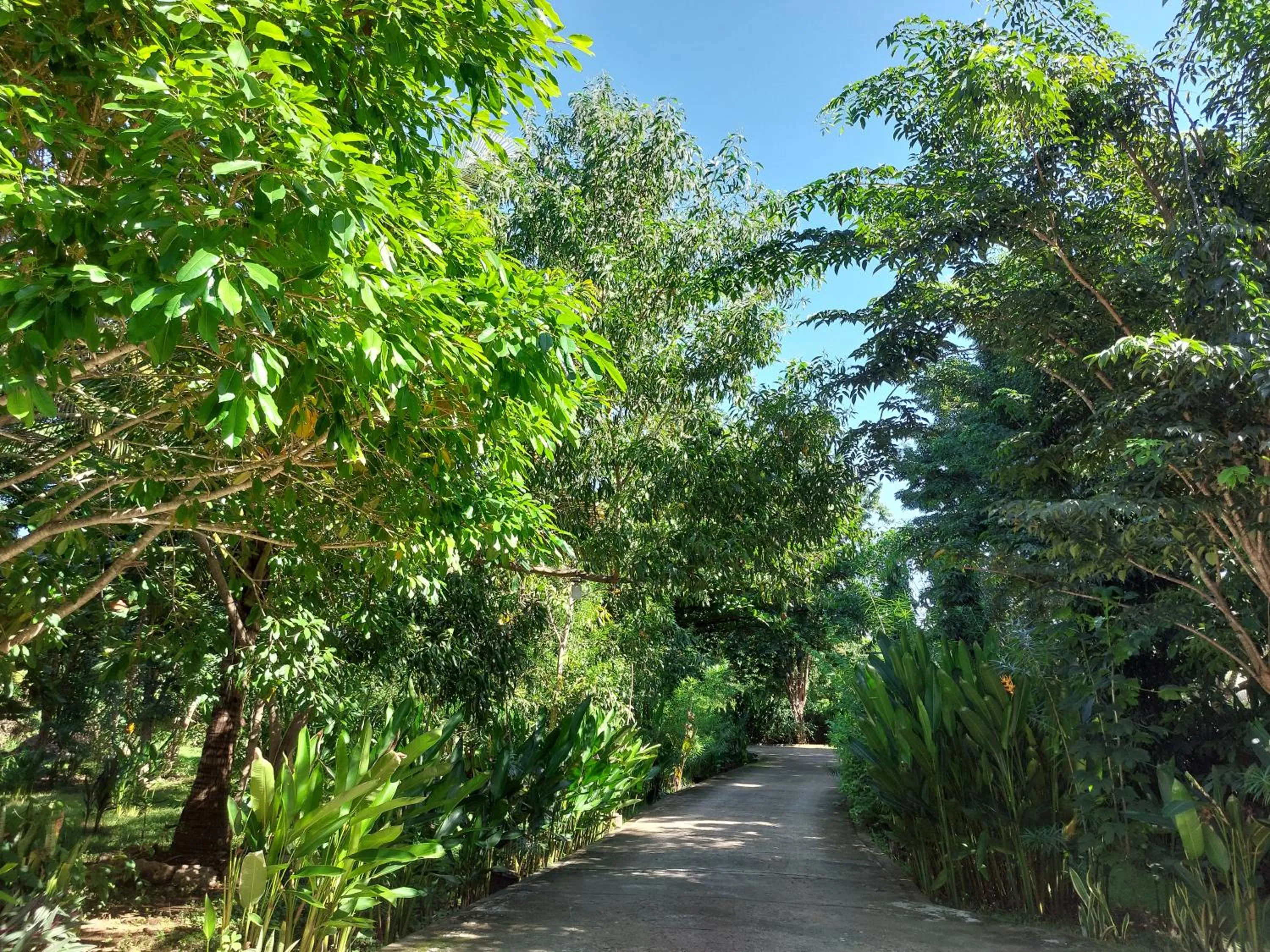 Garden in Hôtel La Belle Etoile