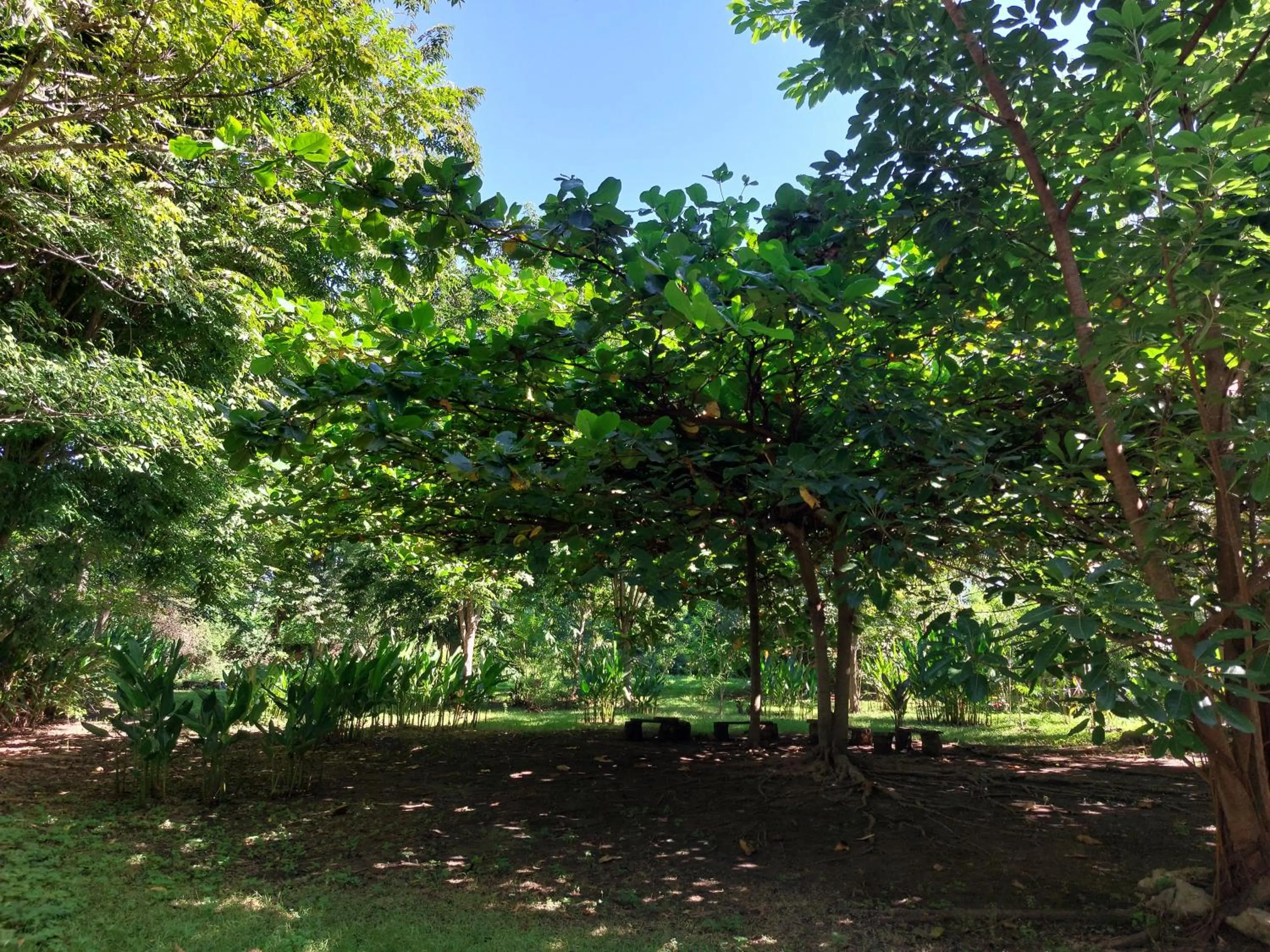 Garden in Hôtel La Belle Etoile