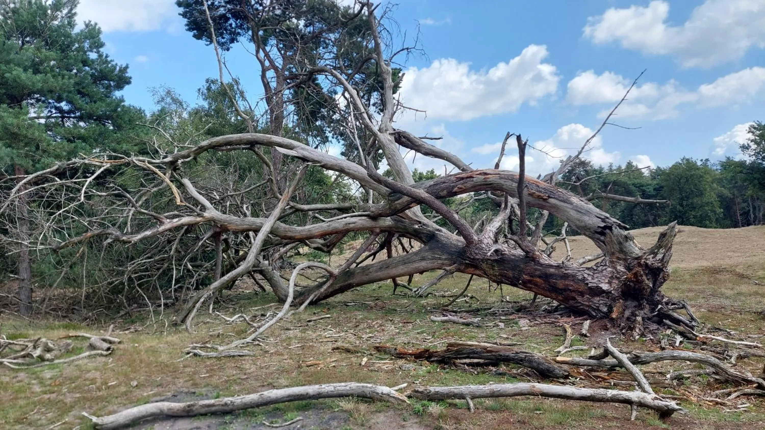 Other Animals in B en B Stipdonk